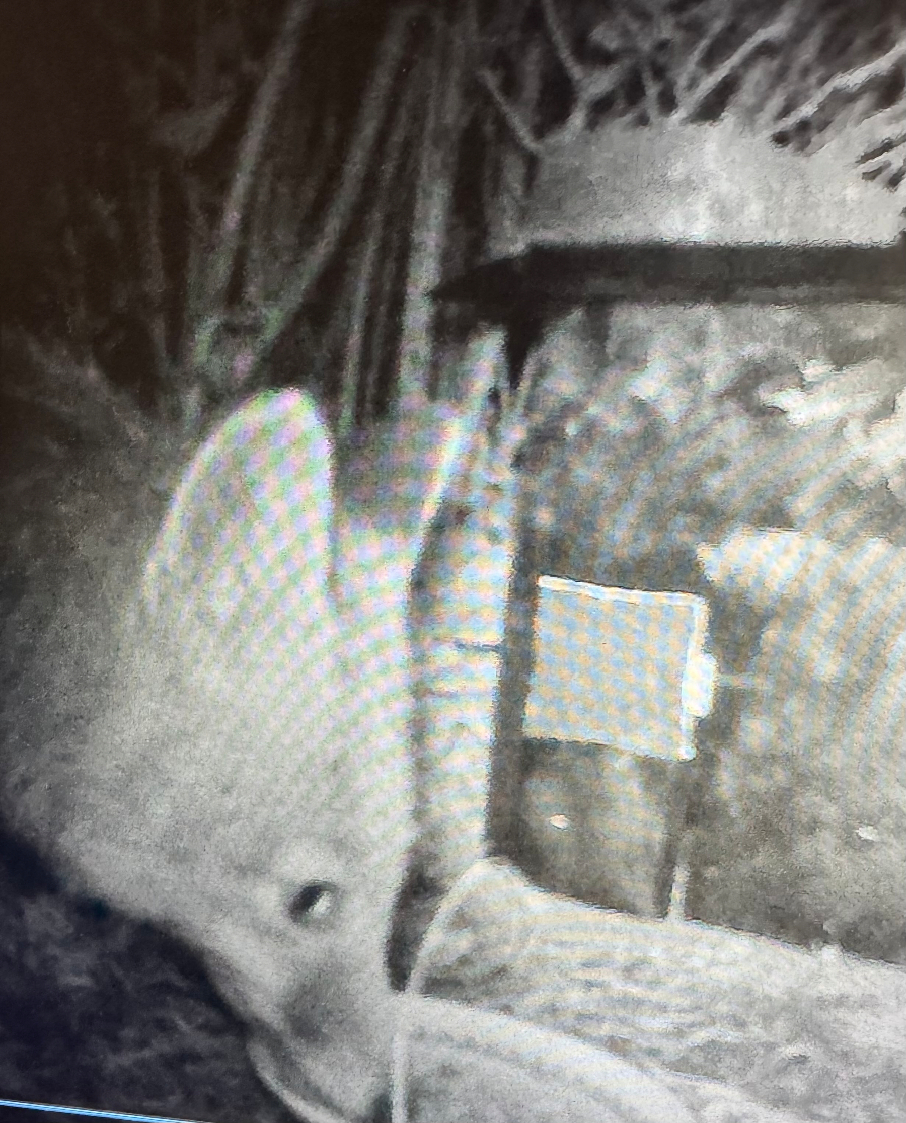 A fox is captured on a night-vision camera near a bird feeder.