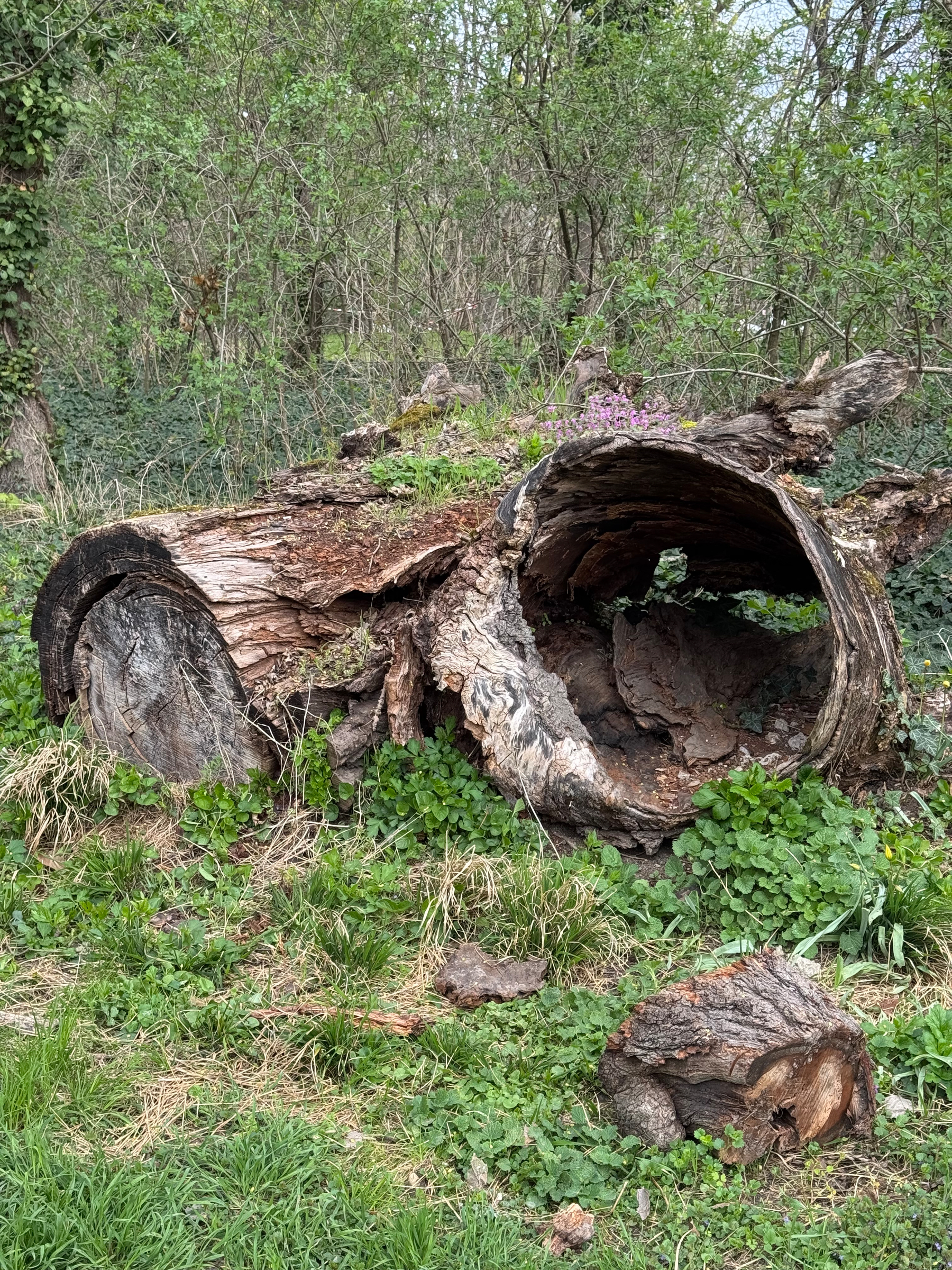 A large, hollow, fallen tree trunk lies on the ground amidst grass and greenery in a wooded area.