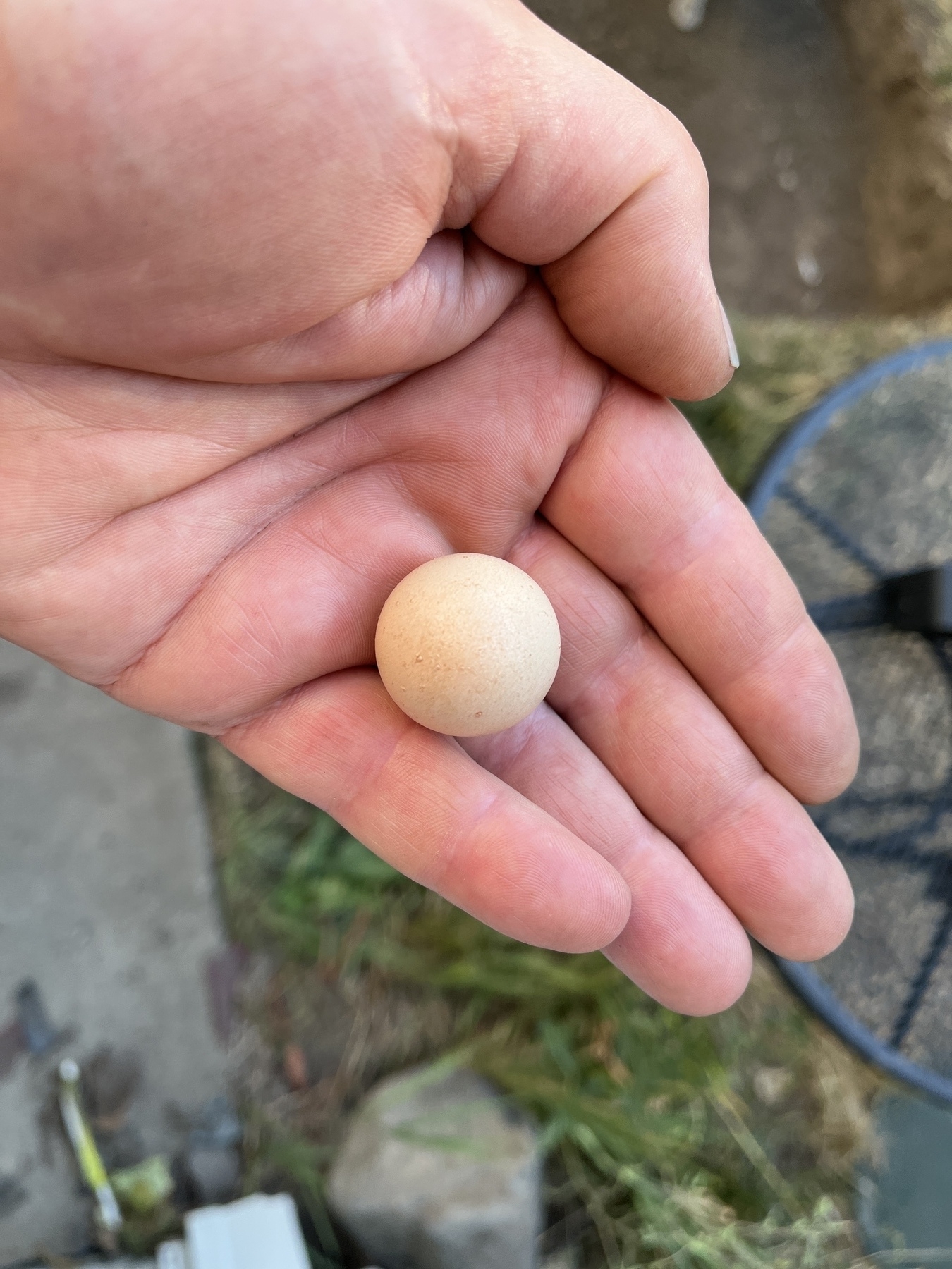 First egg from a new hen.