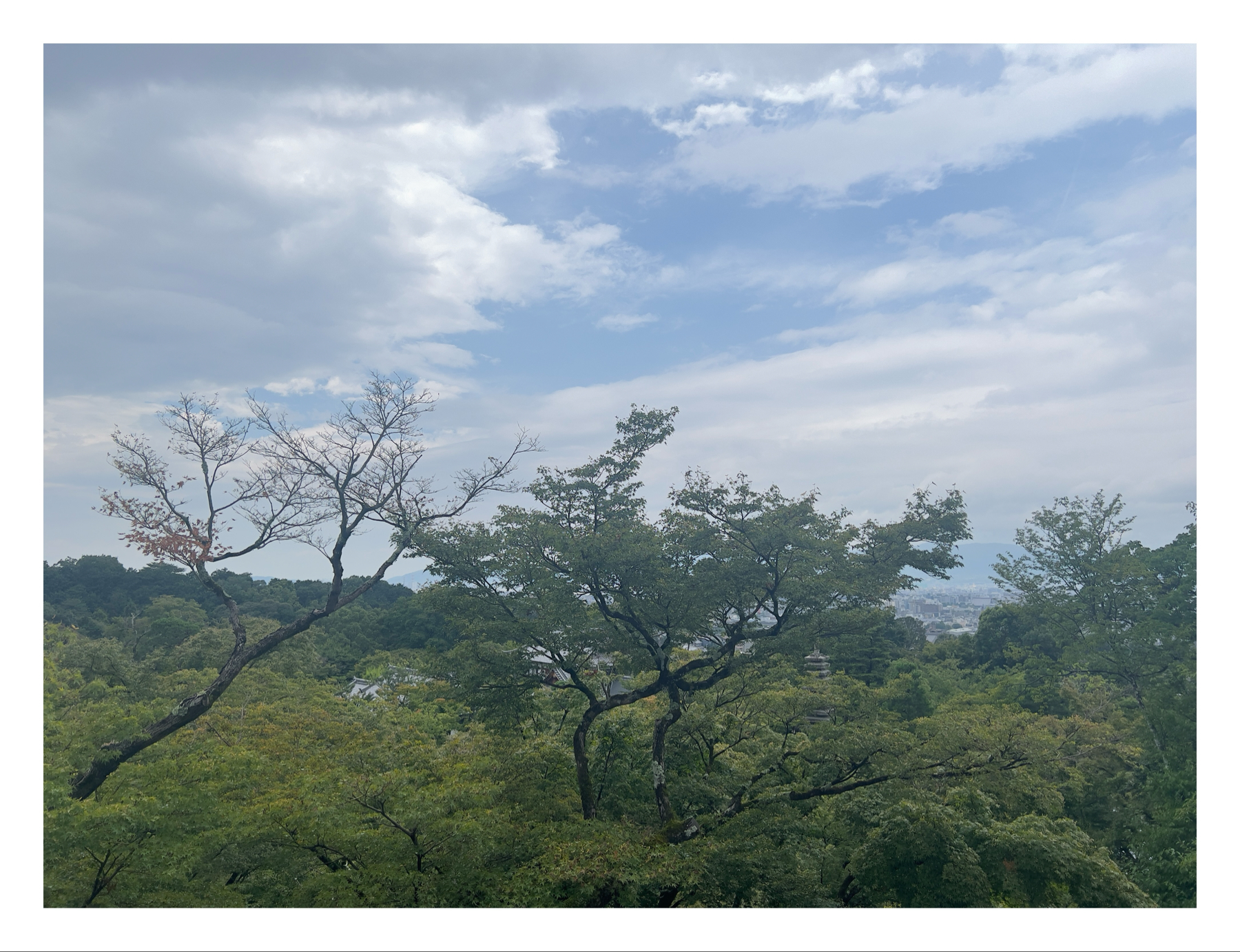 A view of a lush tree canopy with a few sparsely leafed branches against a cloudy sky, with hints of a cityscape in the distance.