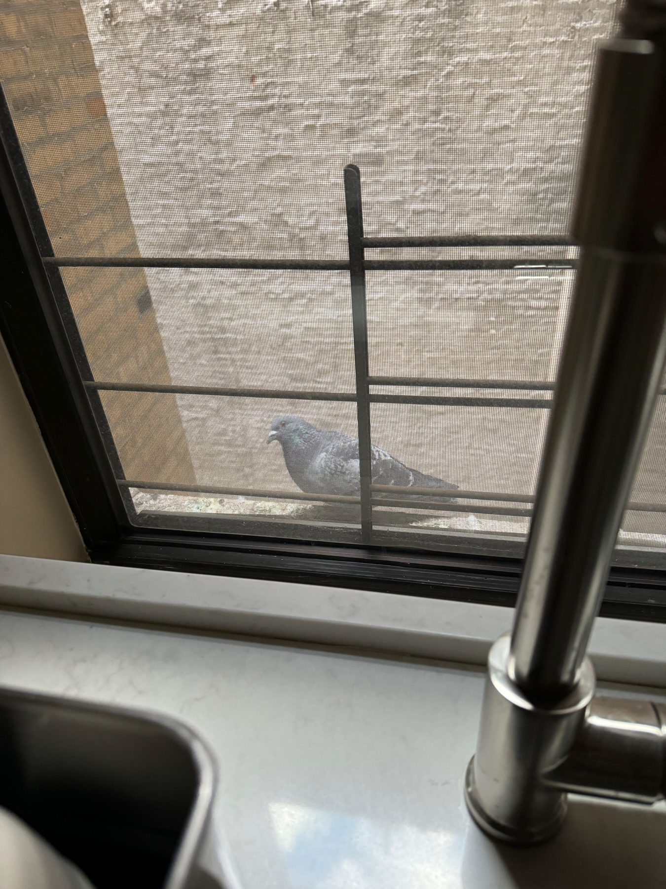 A pigeon perched on a window ledge outside a screen, with part of a faucet visible inside the room.