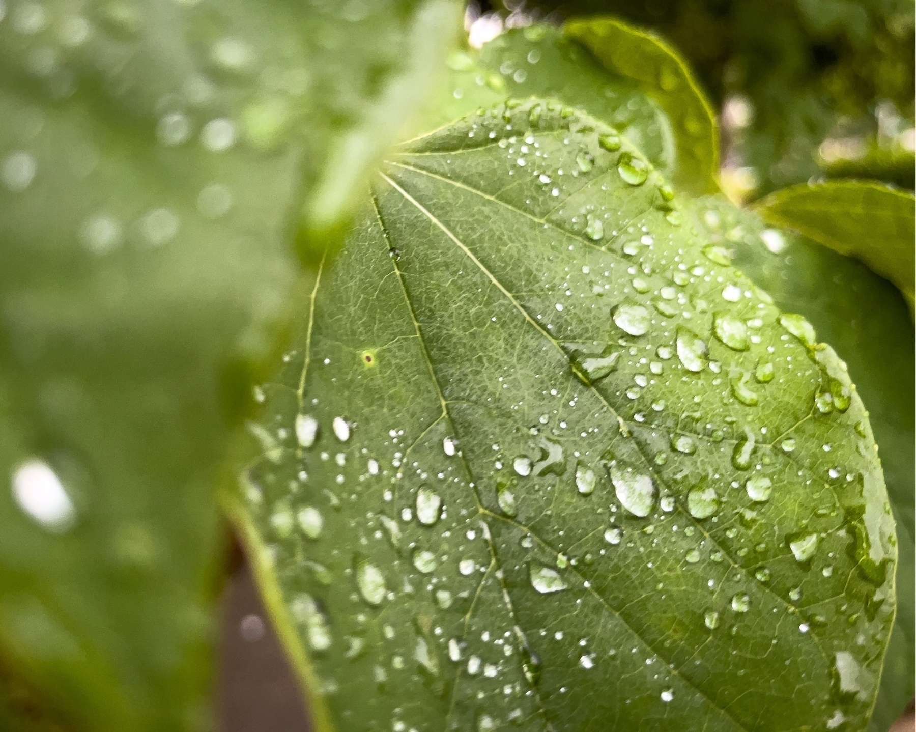A closeup of leaves with rain drops