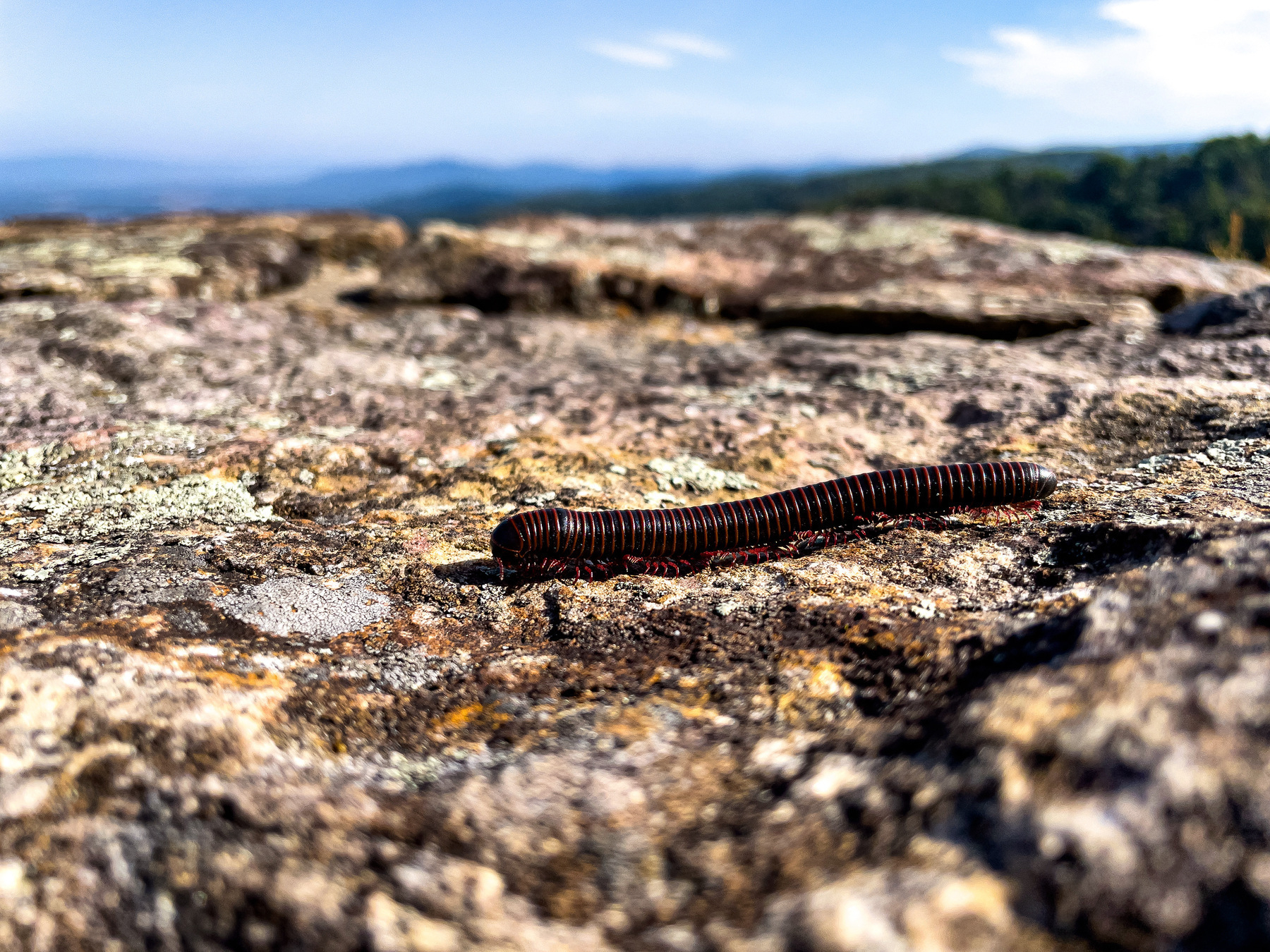 A millipede crawling across the stone wall of an overlook on Skyline Drive in Shenandoah's National Park