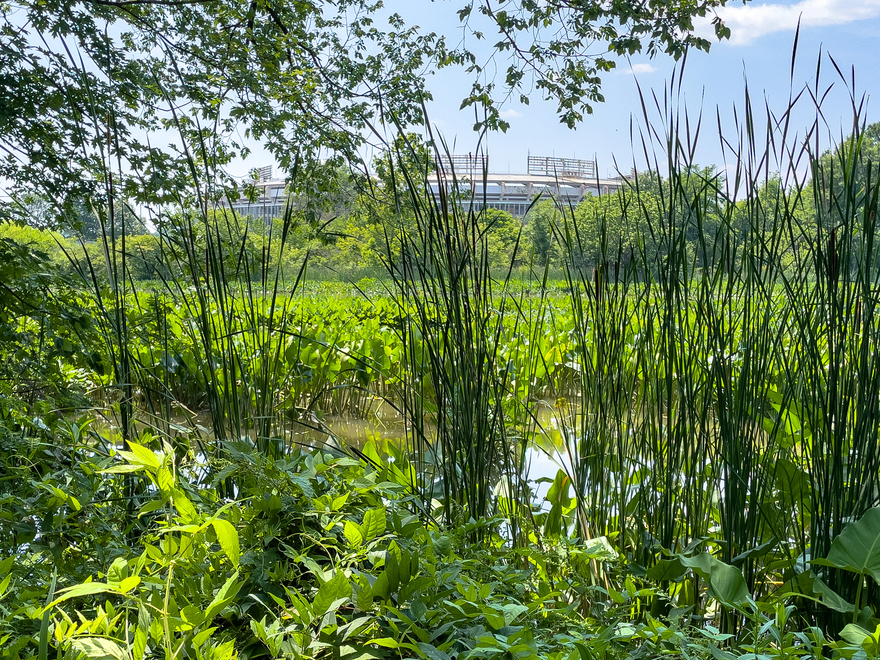DC’s RFK Stadium from Heritage Island in the Anacostia river.