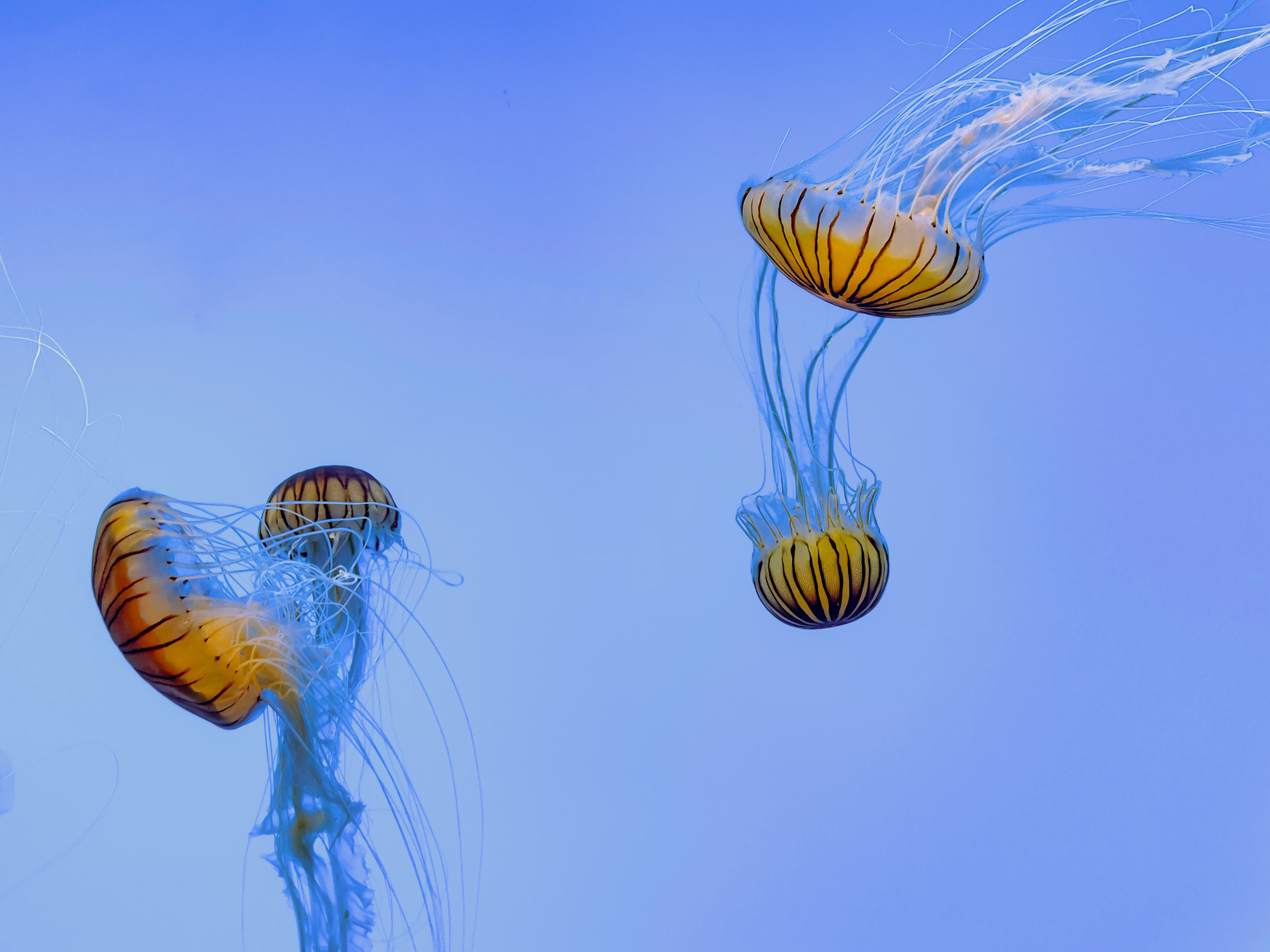 Jellyfish at the National Aquarium in Baltimore, Maryland