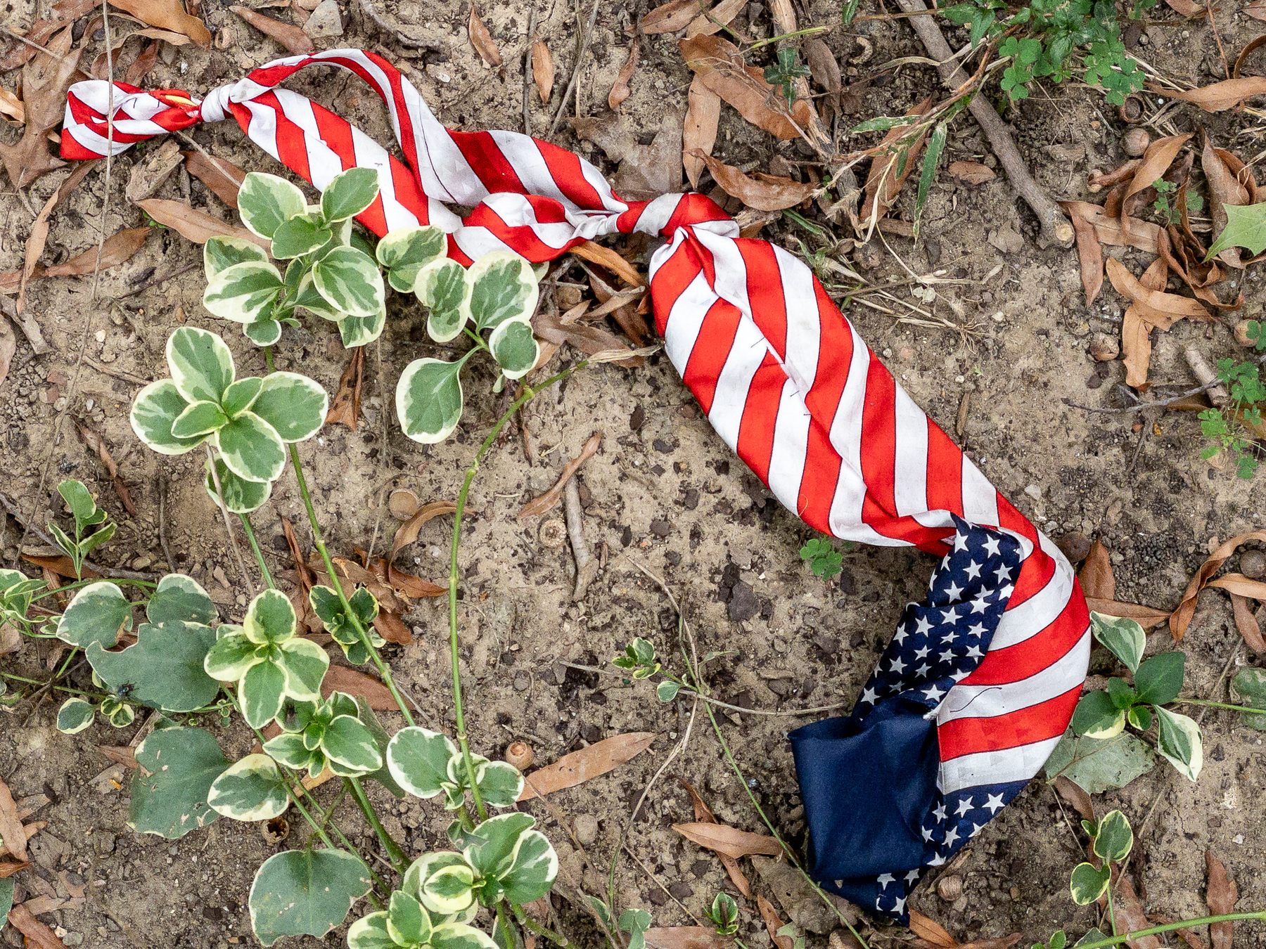 A top-down photograph of a American flag necktie, still tied, but apparently abandoned in a verge.
