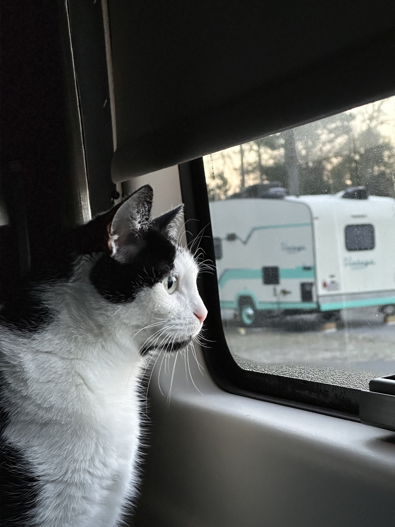 Cat looking out a van window with an RV in the background.