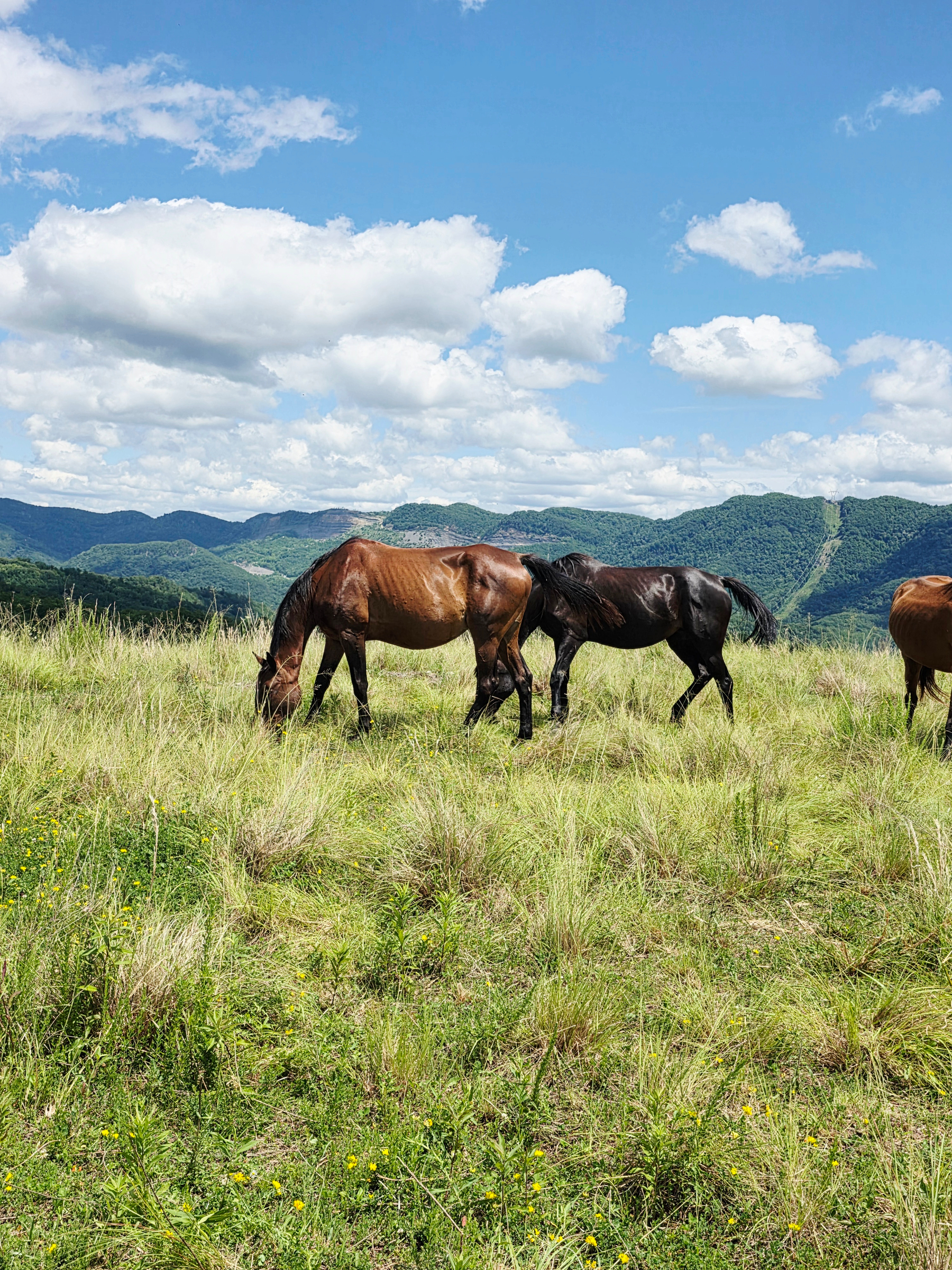 Auto-generated description: Three horses are grazing on a grassy field with mountains and a partly cloudy sky in the background.