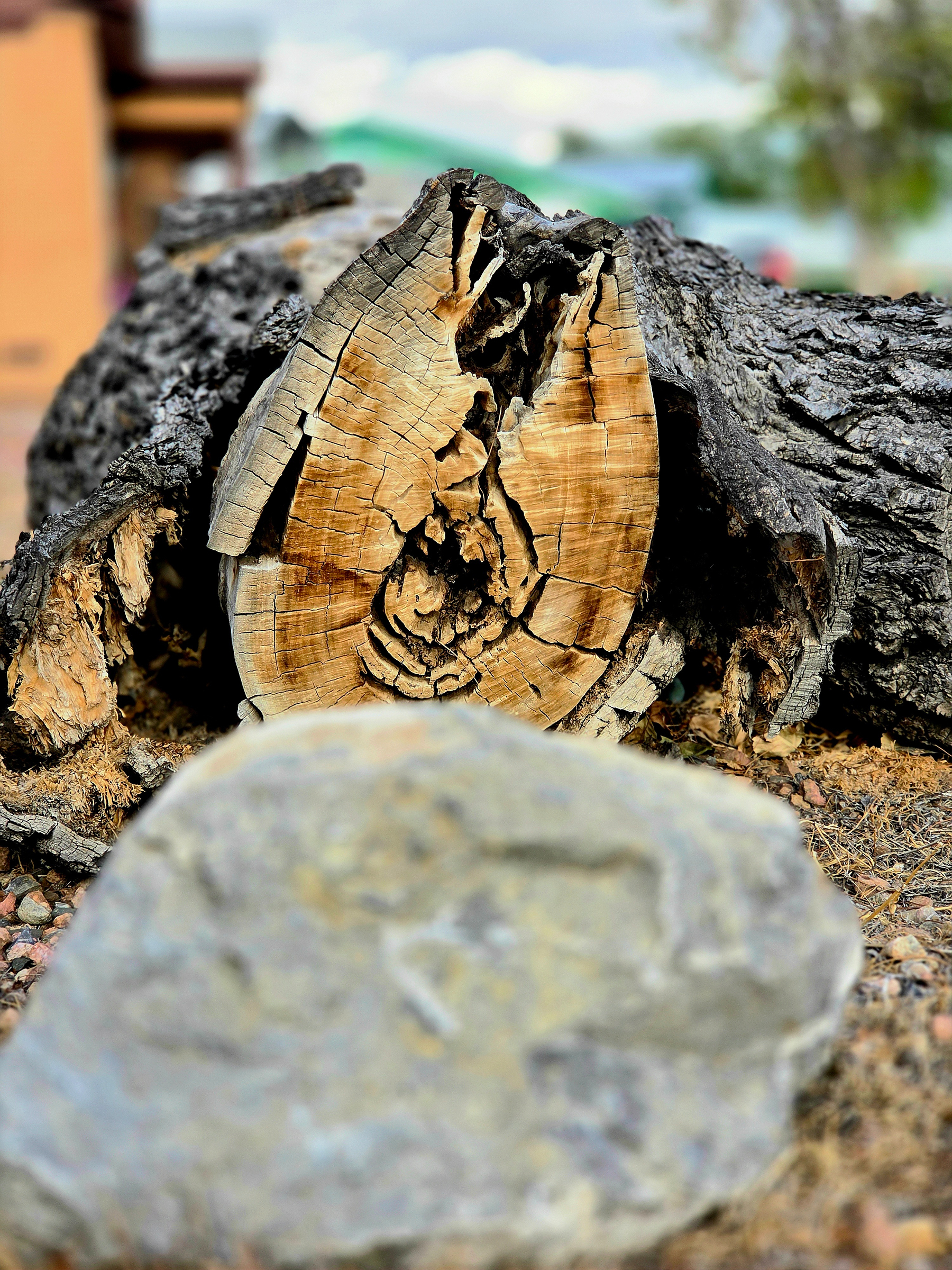 Cross-section of a weathered tree stump showing the wood grain