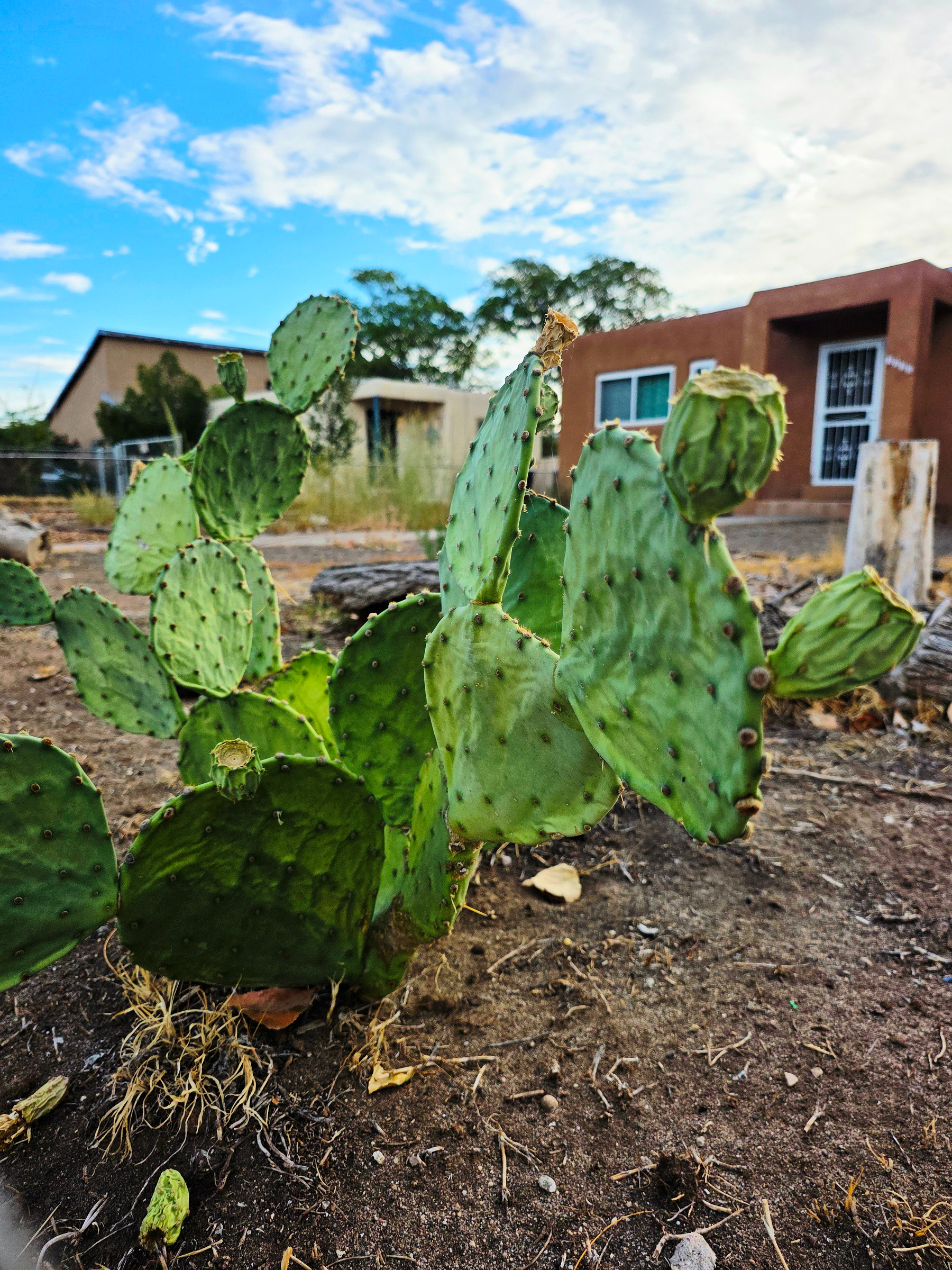 A prickly pear cactus growing in a dirt yard with houses in the background