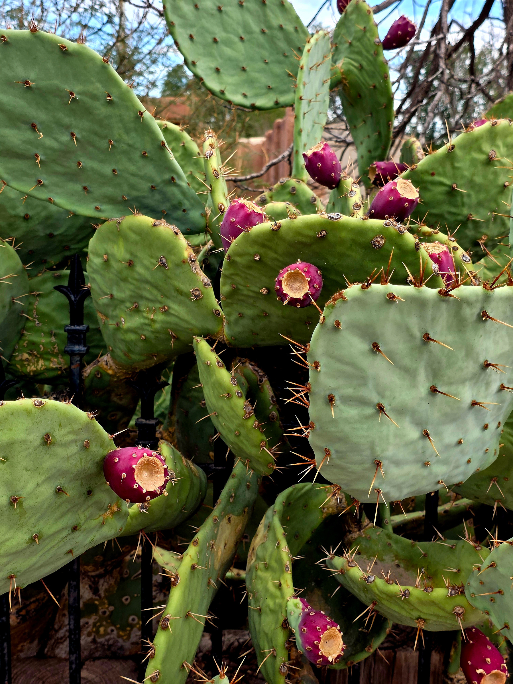 A prickly pear cactus loaded with ripening magenta fruit