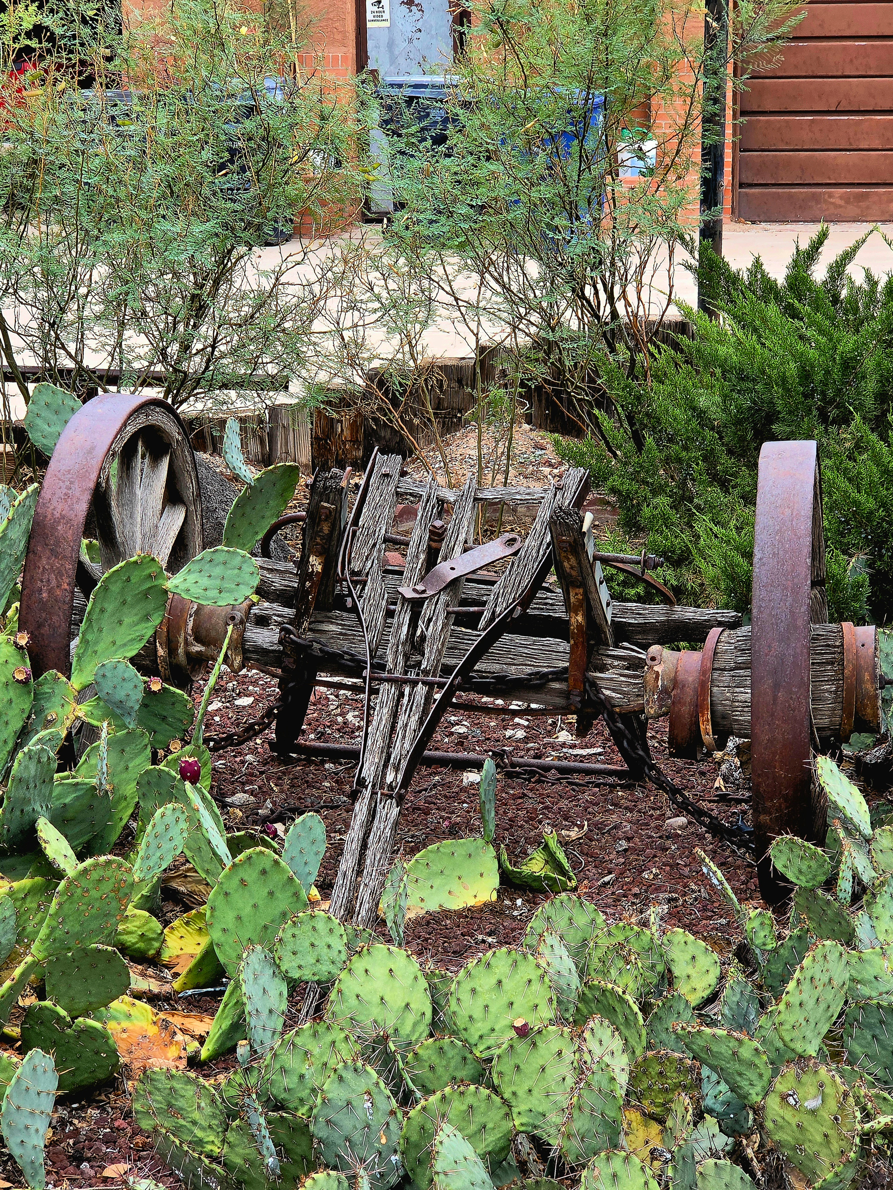 Old wagon wheels and frame resting among prickly pear cacti