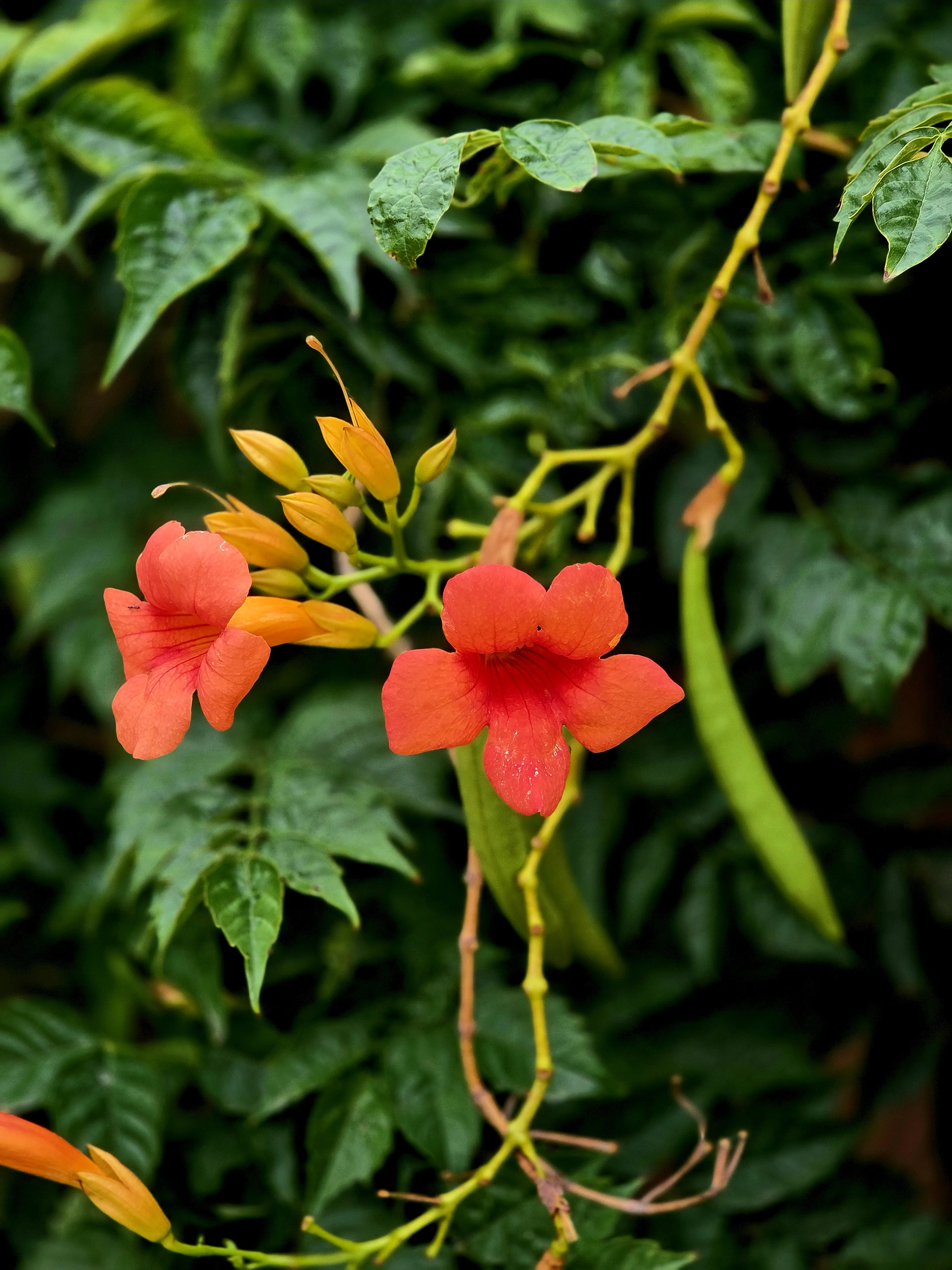 Orange trumpet vine blossoms climbing along a fence