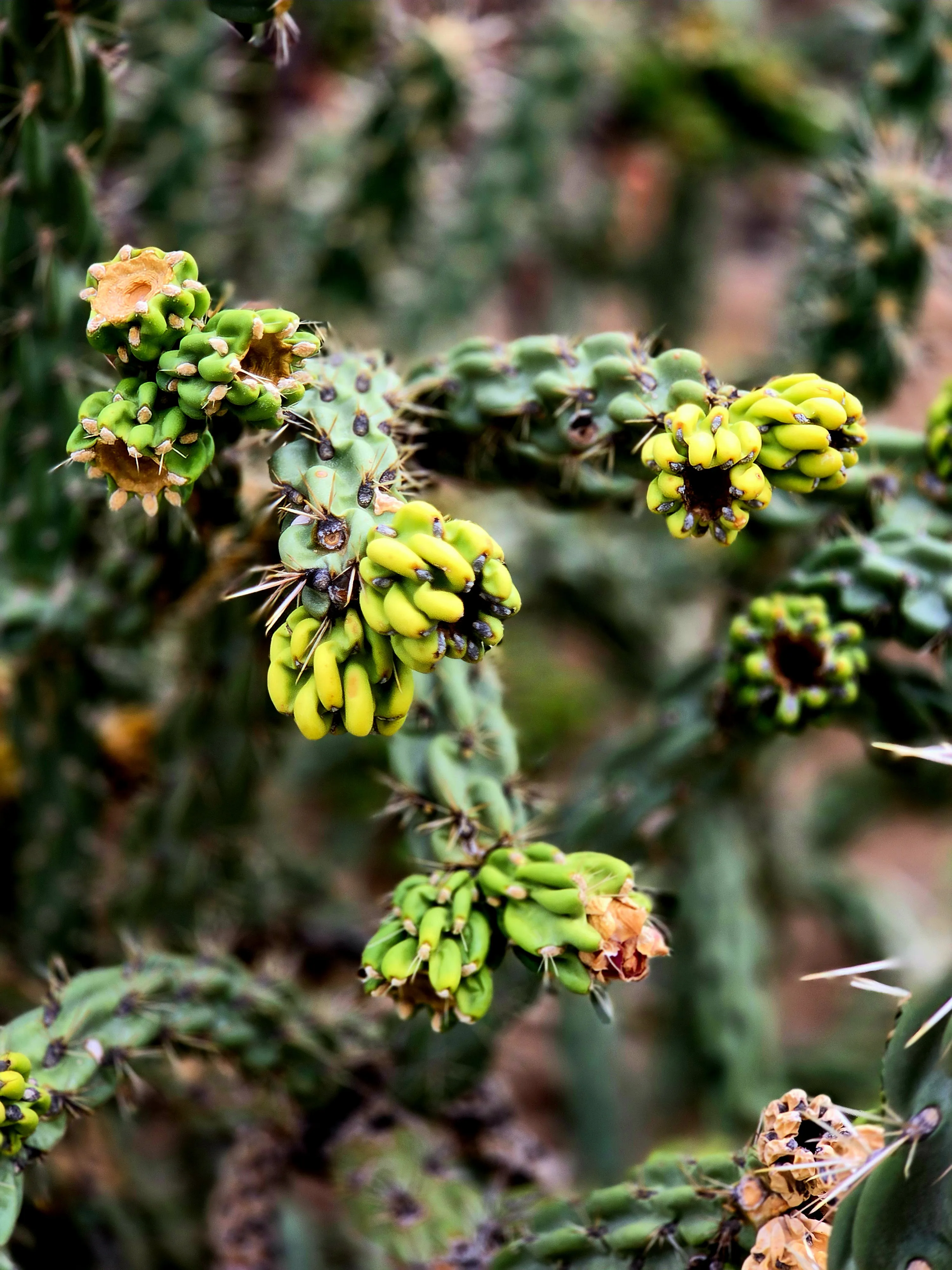 Clusters of yellow-green cholla cactus buds