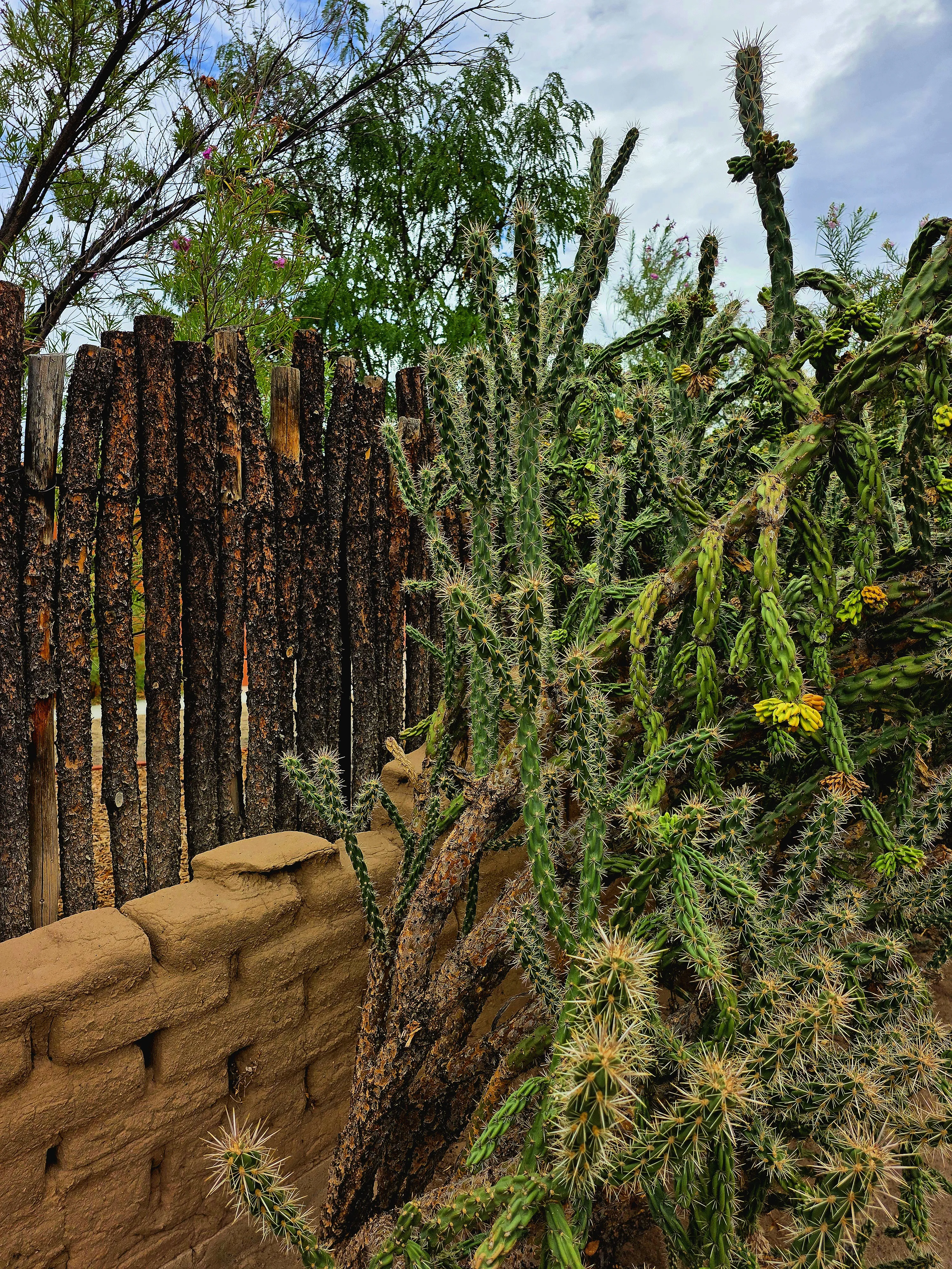 Tall cholla cactus growing along a weathered wooden fence and adobe wall