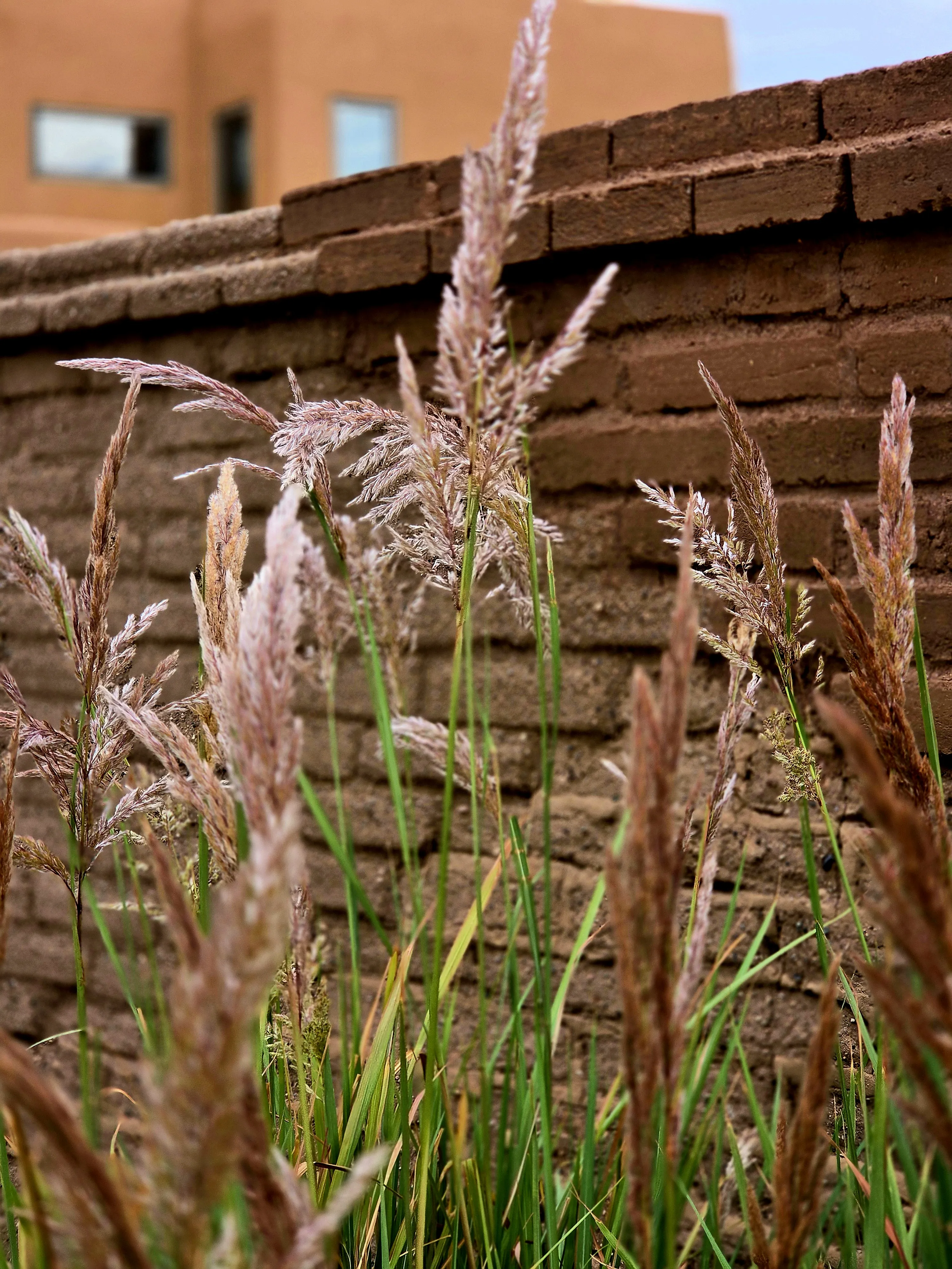 Feathery pink-toned ornamental grass in front of an adobe wall