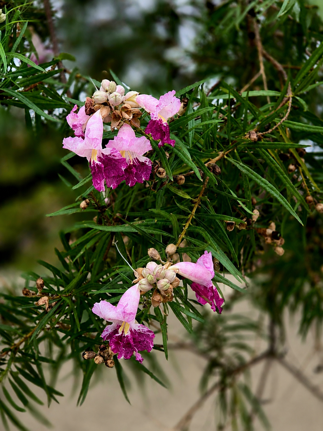 Pink and magenta desert willow blossoms among narrow green leaves