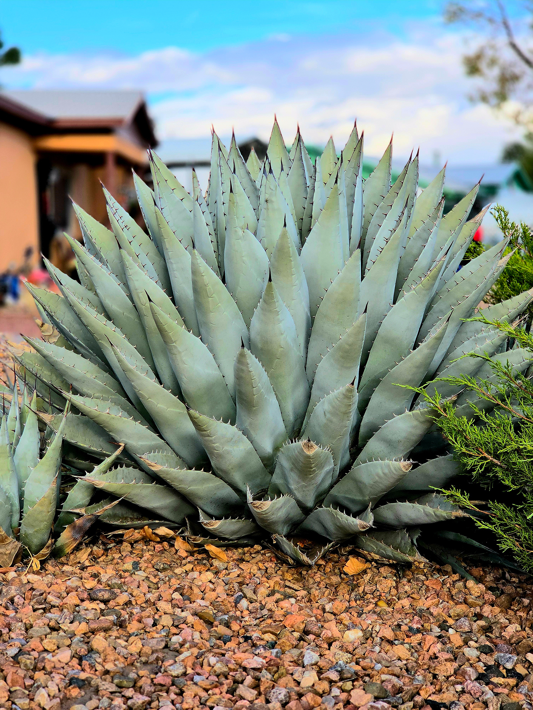 A blue-green agave with spiky leaves fanned out in front of a house