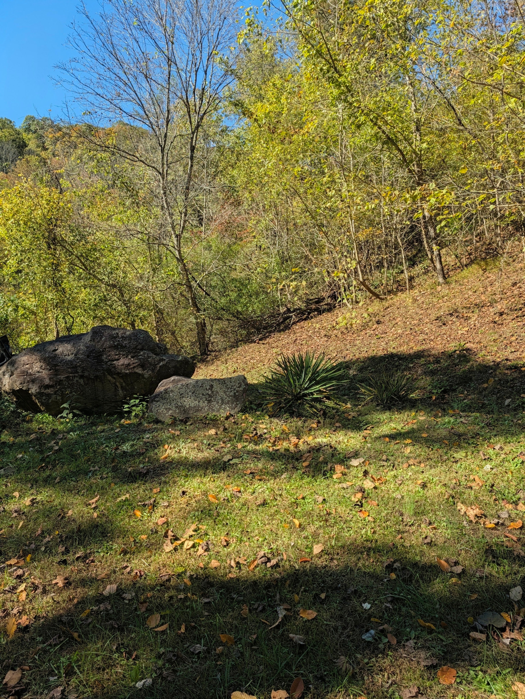 Two large boulders in the grass beside yucca plants at the foot of a wooded hillside
