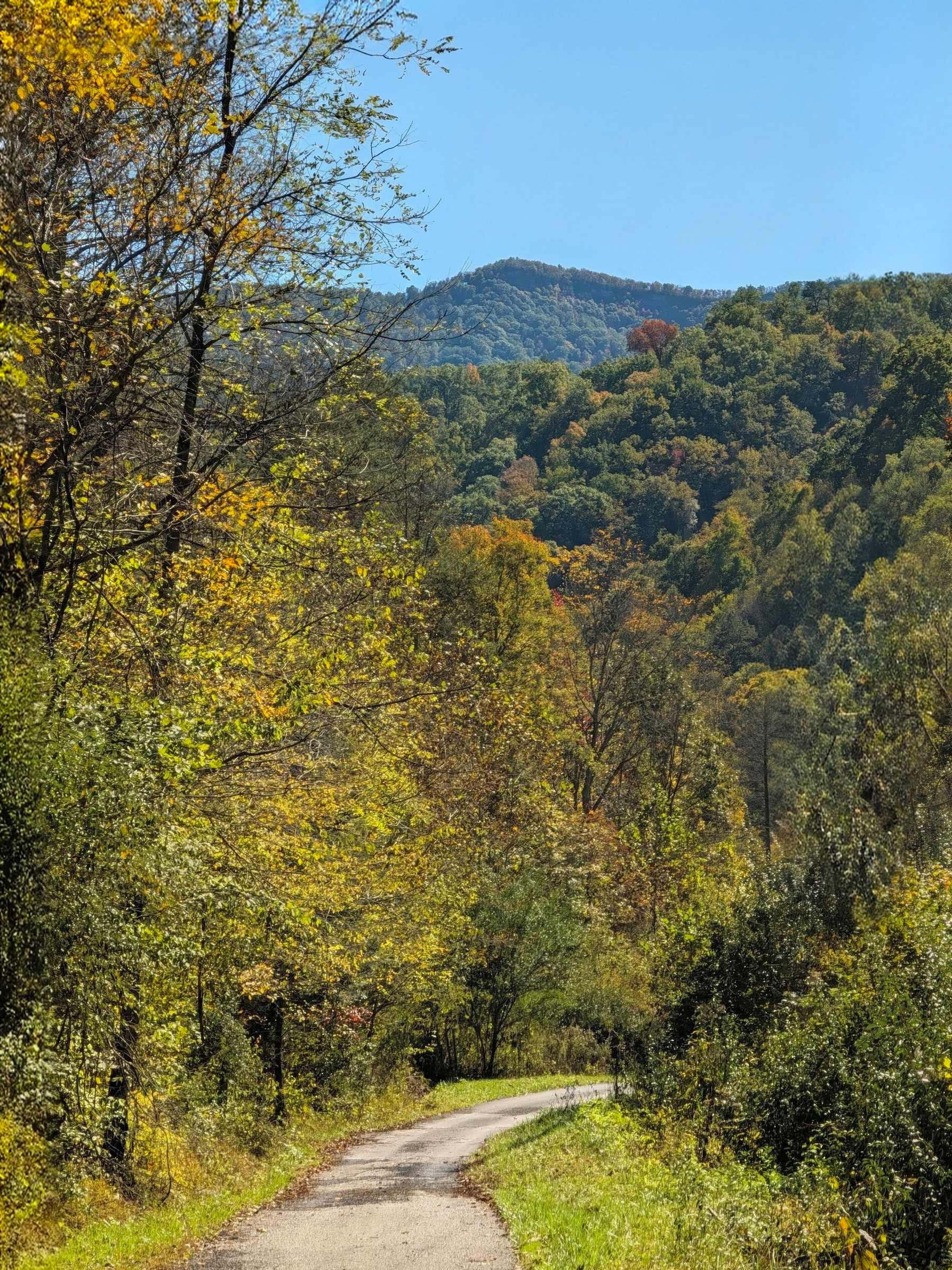 A narrow paved road winding through yellowing trees toward a wooded mountain, with one orange tree near the ridge under a clear blue sky