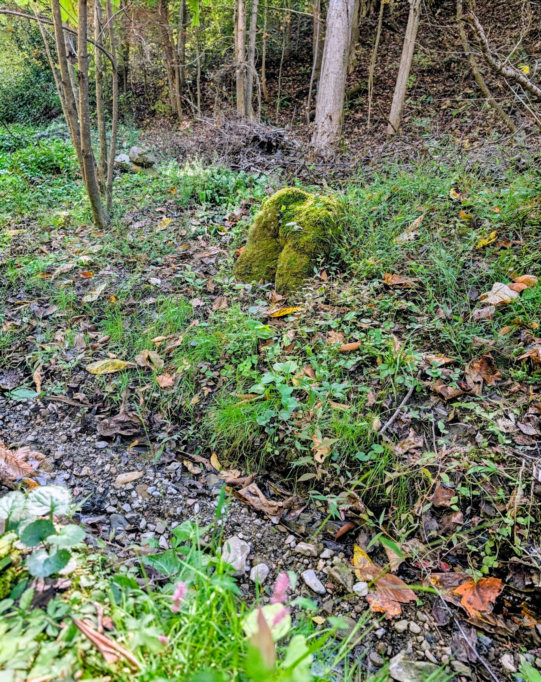 A thick mossy lump beside a pebbly creek bed in the woods