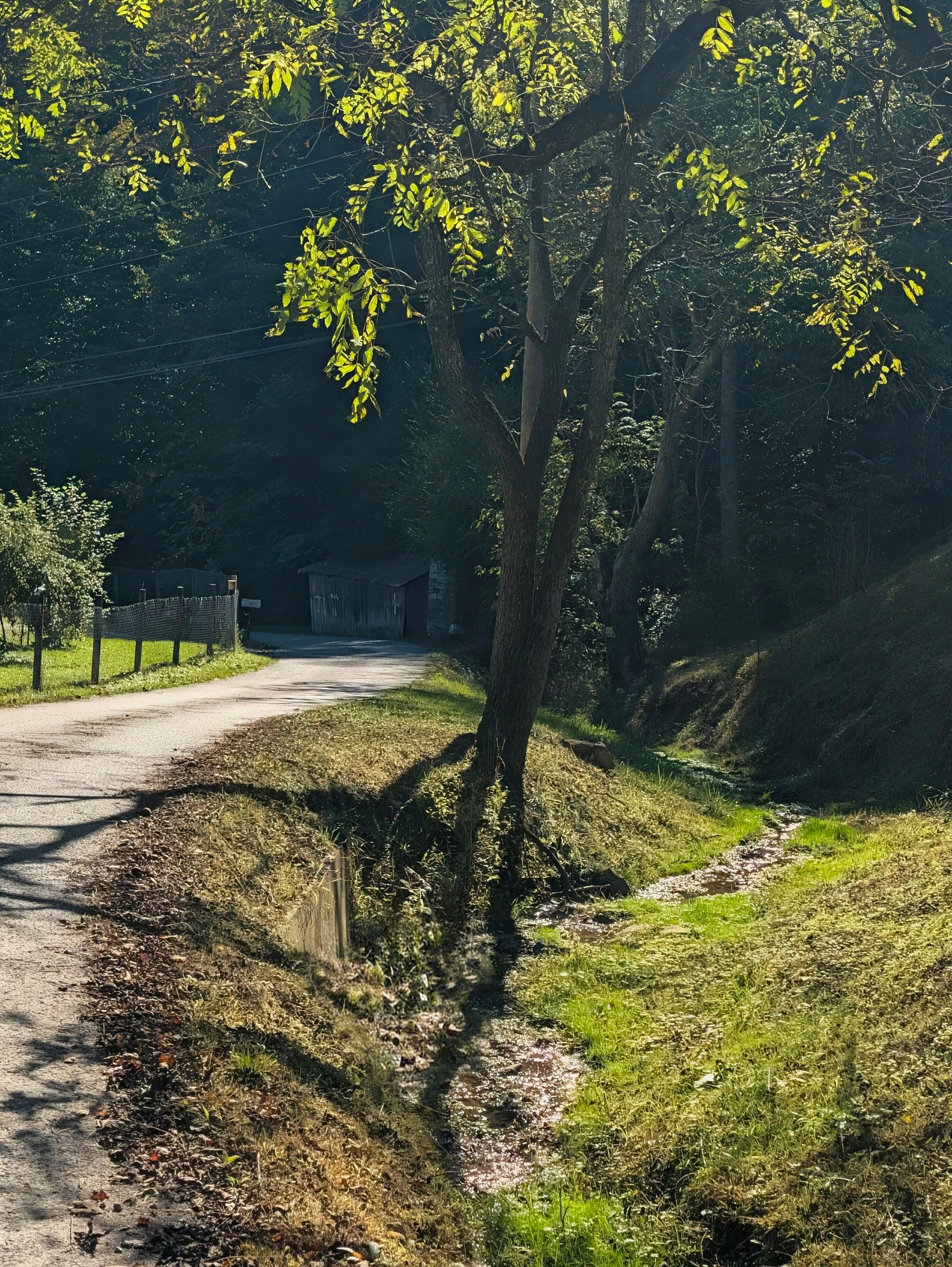 Sun lighting up the leaves of a tree beside a country road and a small trickling ditch