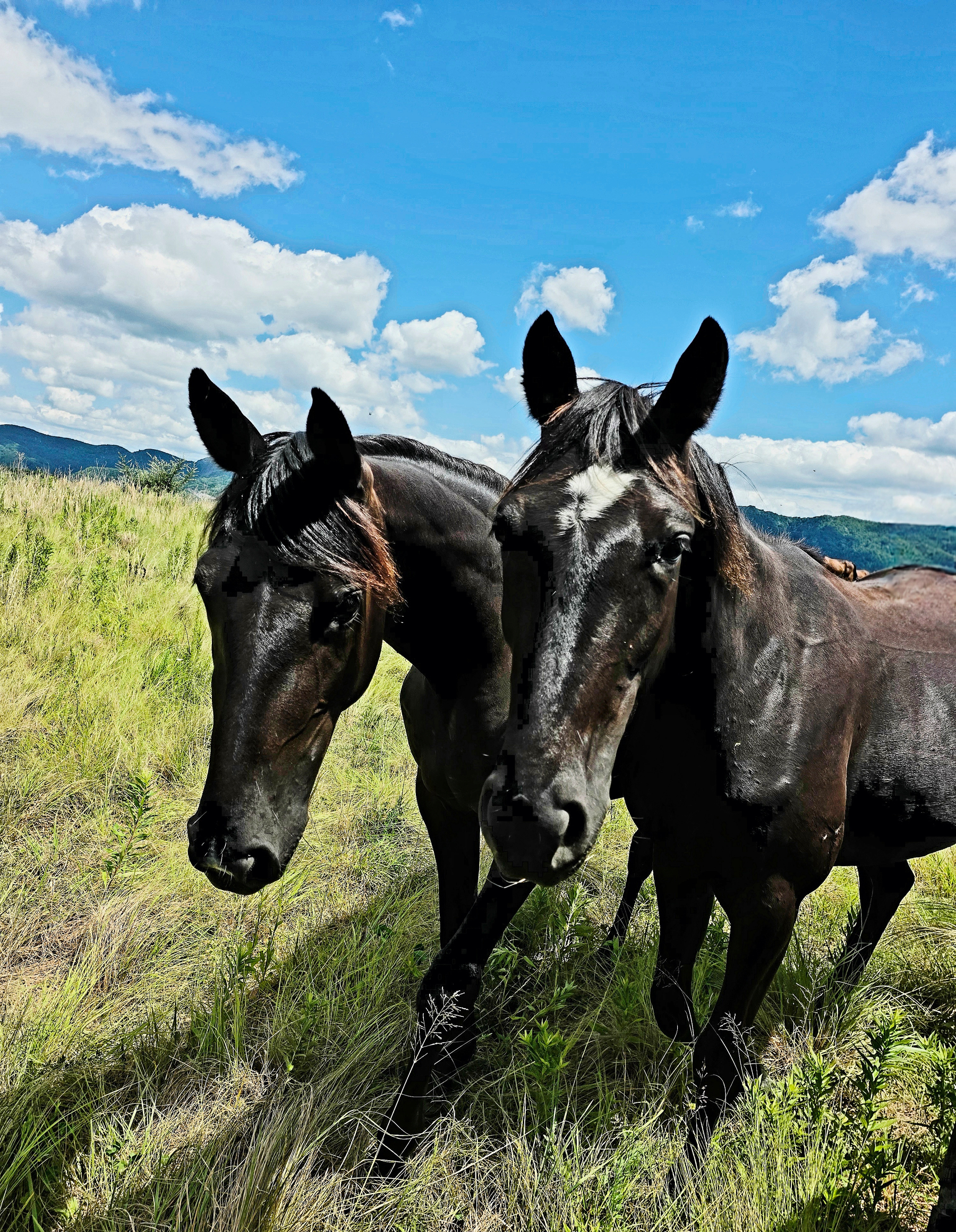 Auto-generated description: Two black horses are standing close together in a grassy field under a blue sky with scattered clouds.