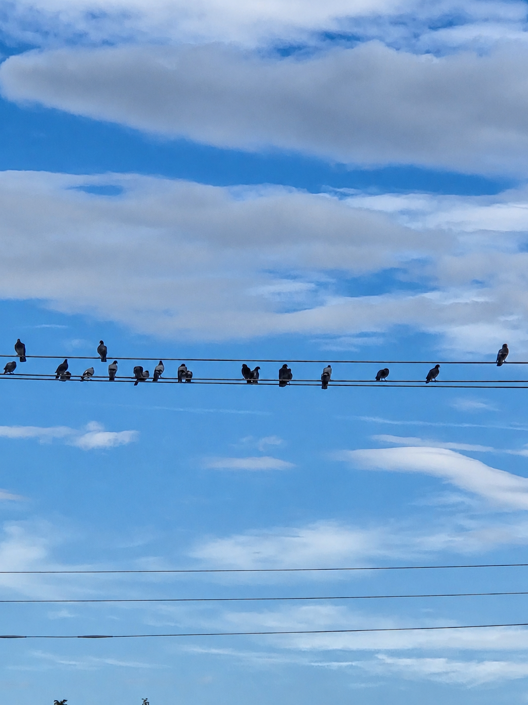 A row of pigeons perched on power lines against a cloudy blue sky