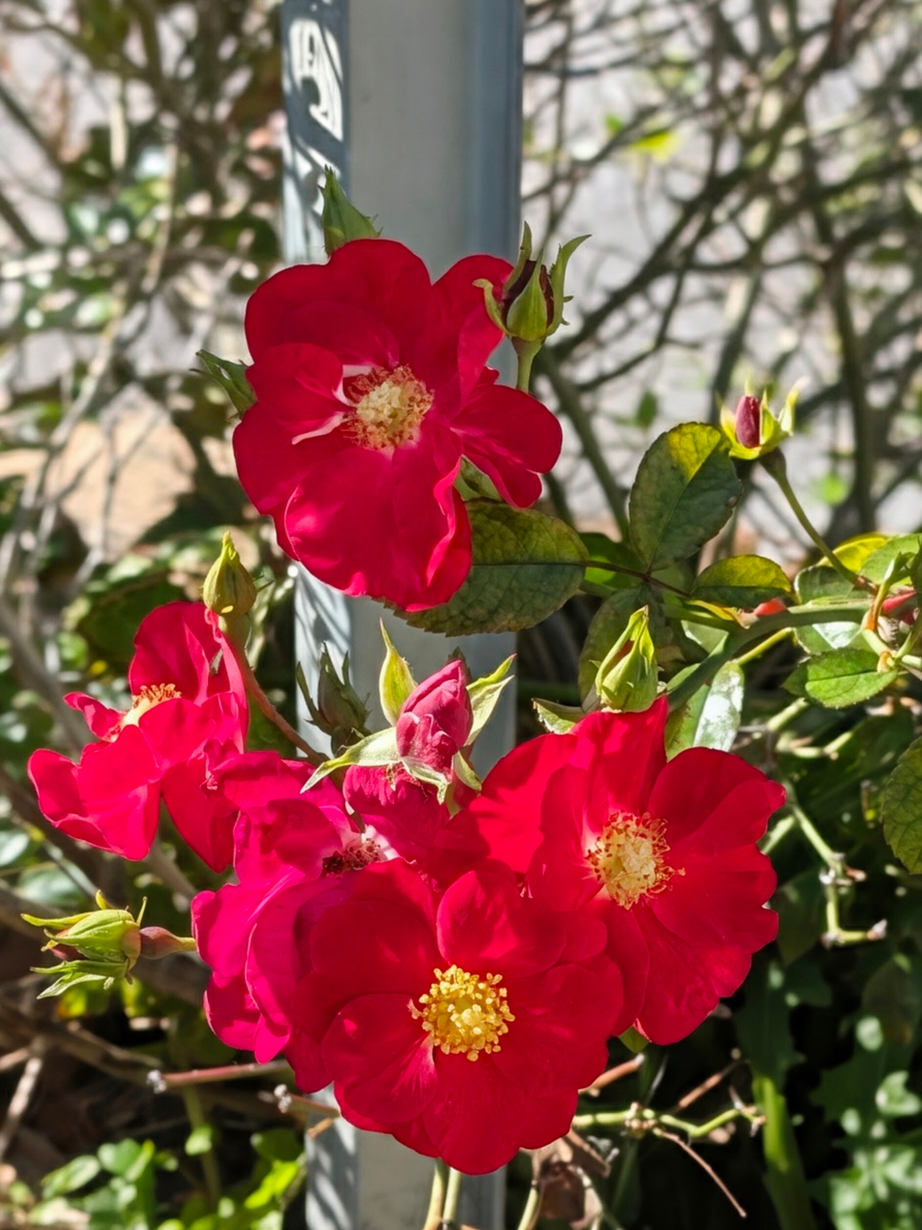 Auto-generated description: Bright red flowers with yellow centers bloom against a backdrop of green leaves and a metal pole.