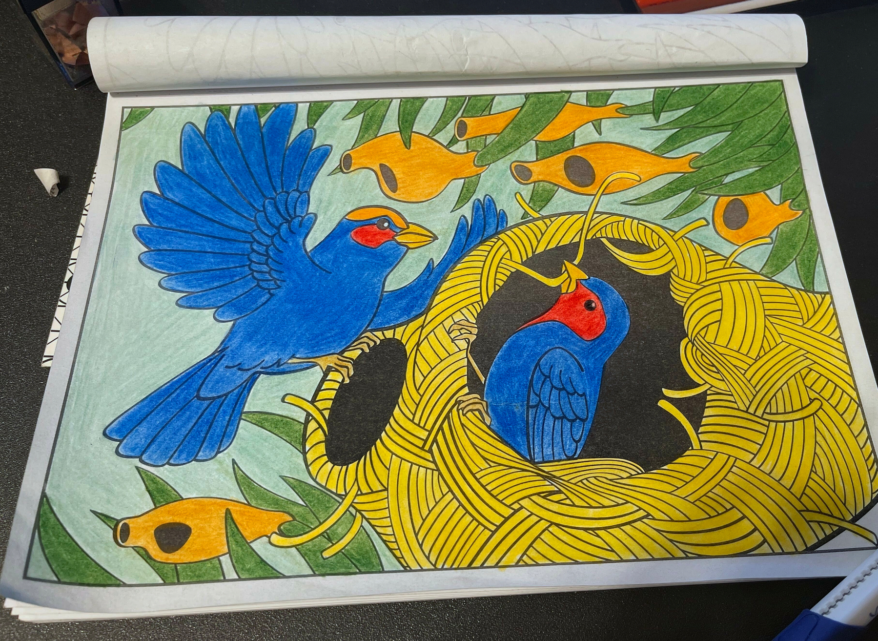 Two colorful birds