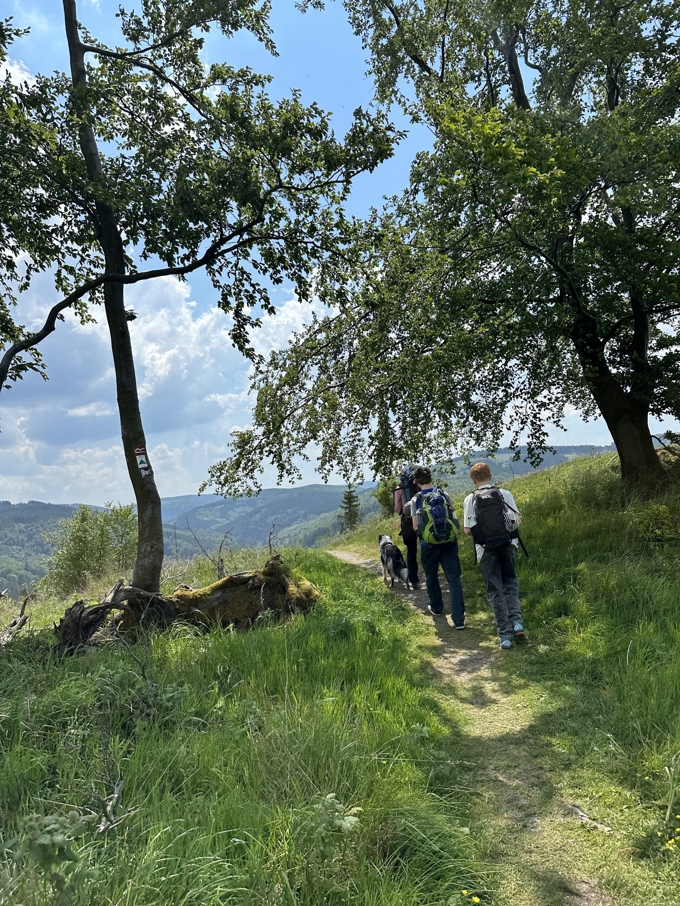 Three people and a dog, photographed from behind, on a hiking trail.