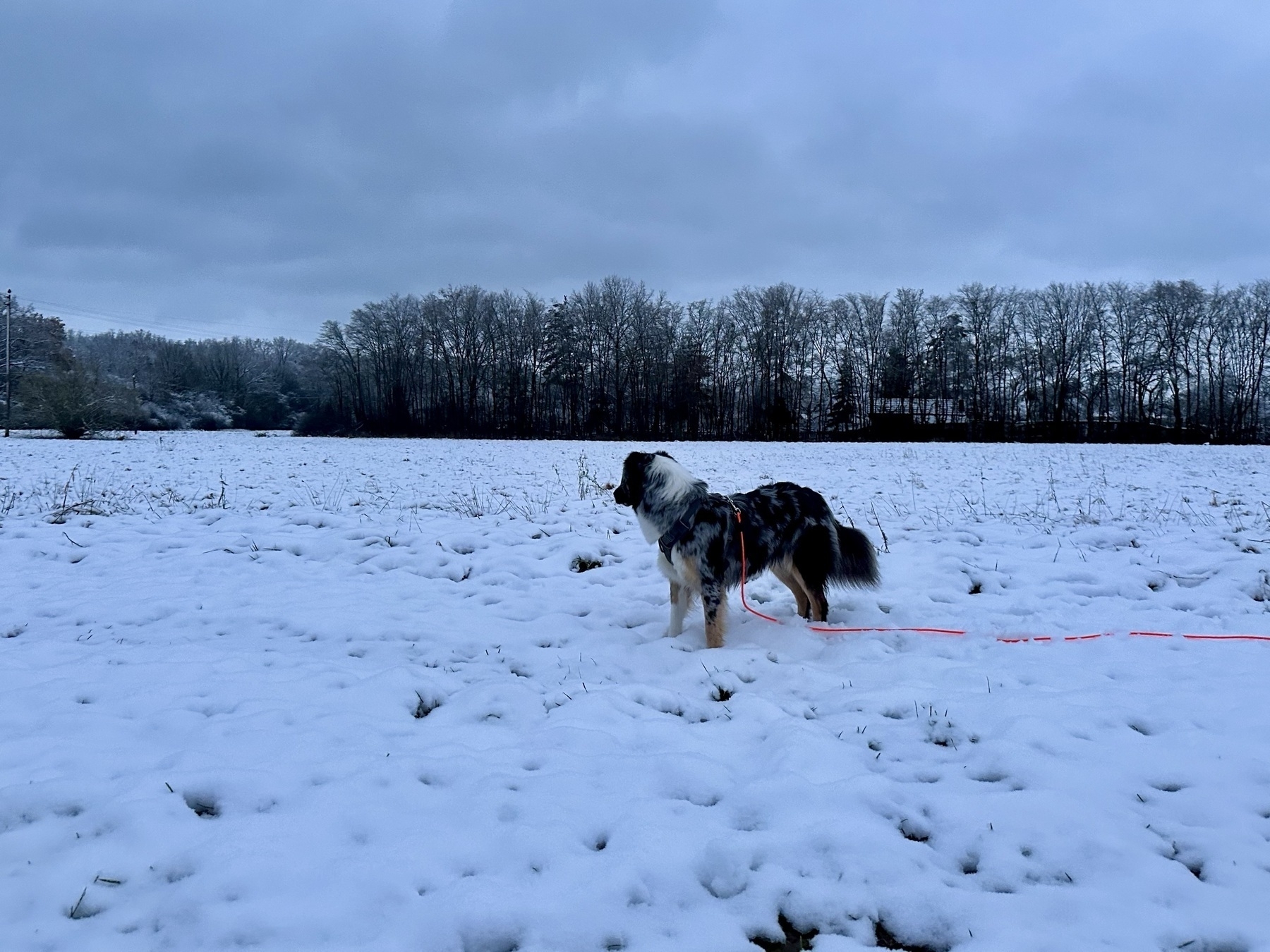 dog on field covered with snow