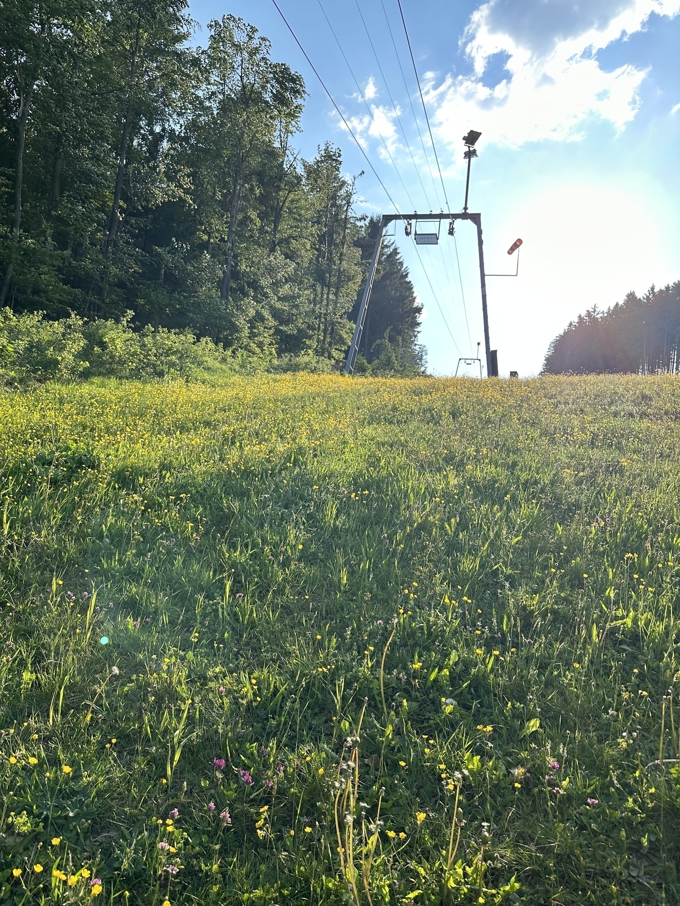 Flower meadow along hiking trail with cable car.