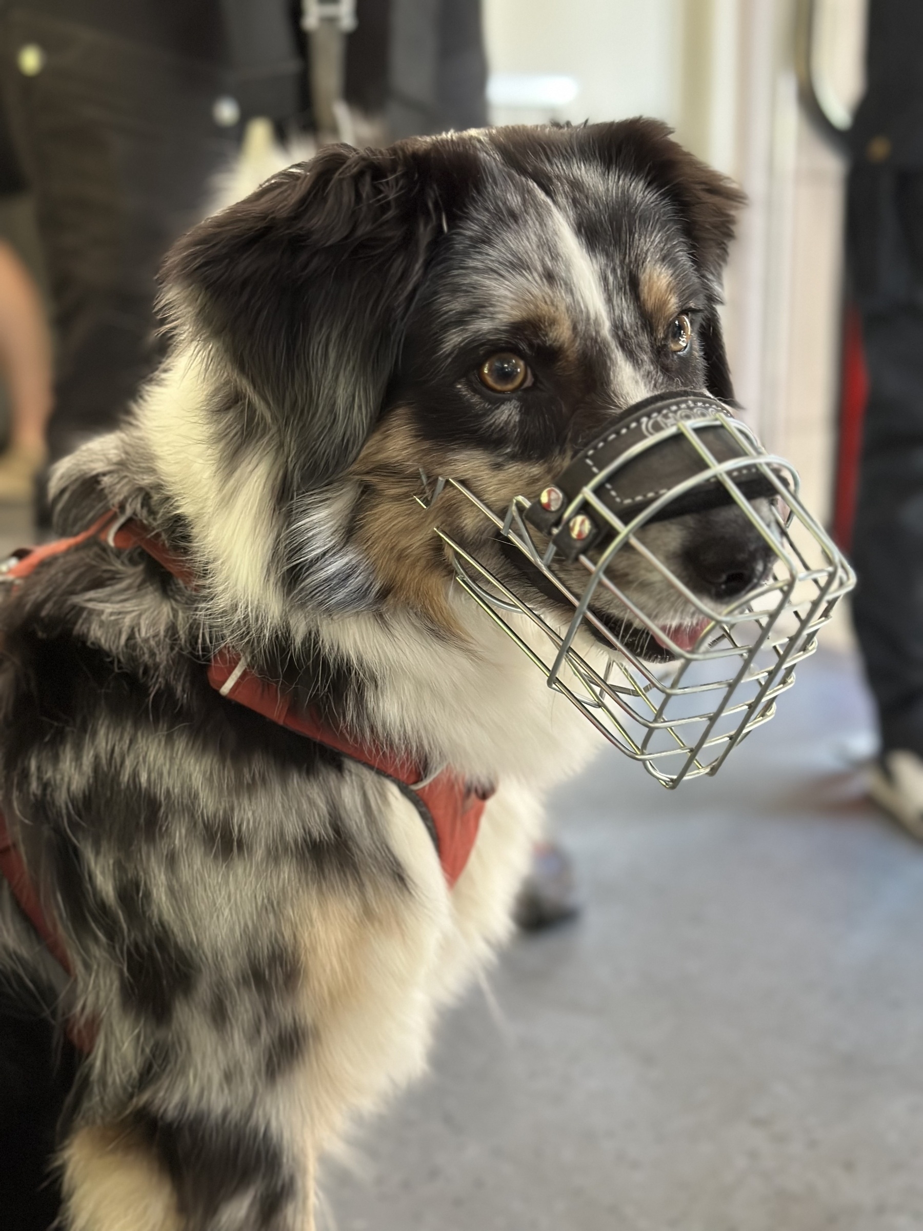 Dog with muzzle in a train; portrait shot.