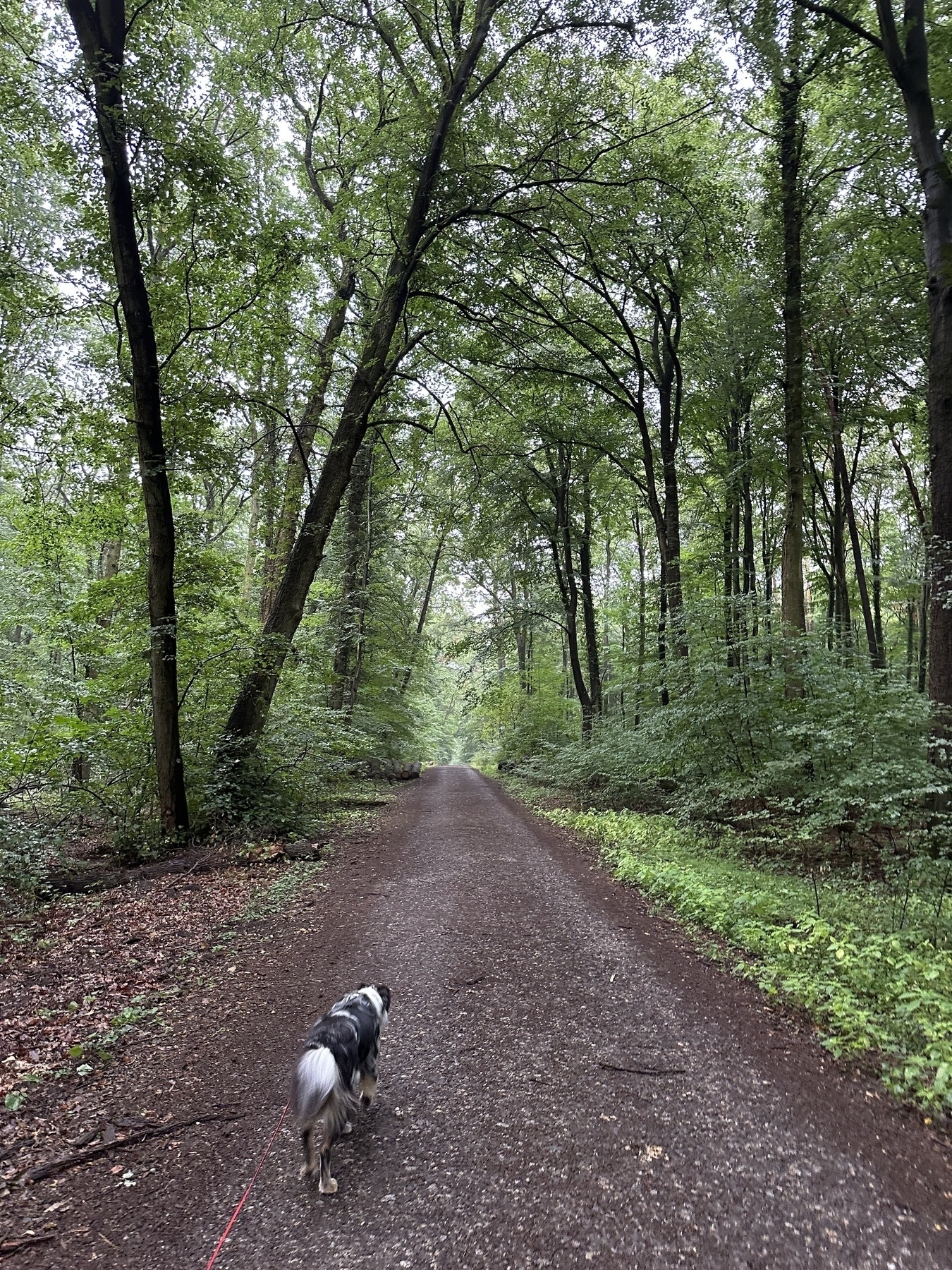 Dog on a drag line on a path in the forest.