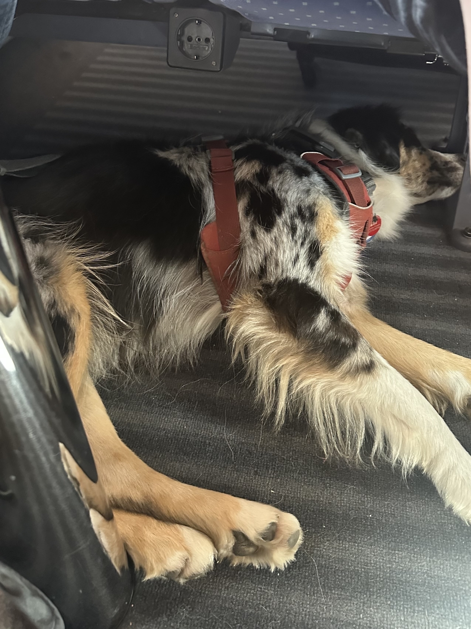 Dog relaxes on train's floor.