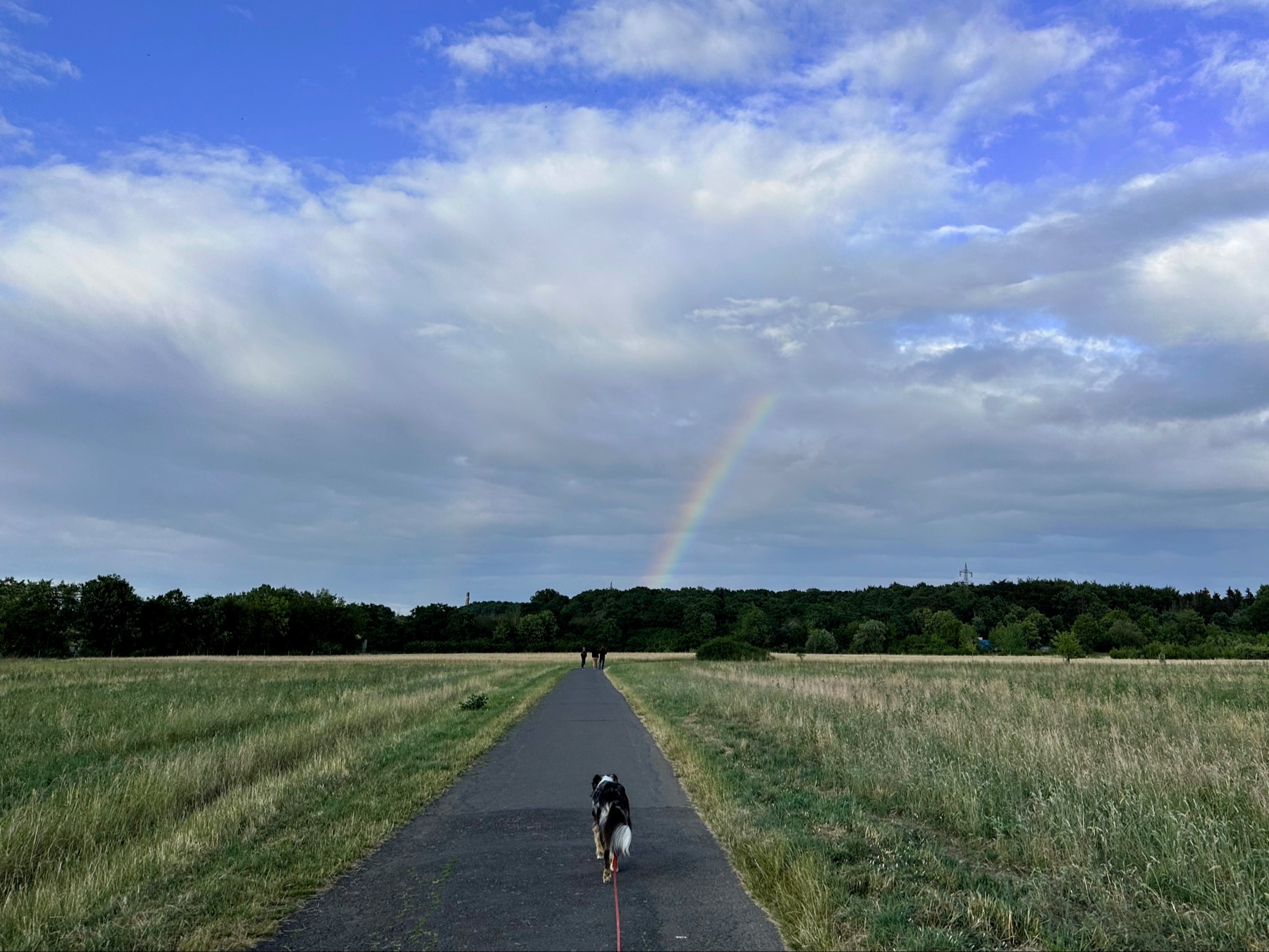 Dog on a country lane; on the horizon a rainbow