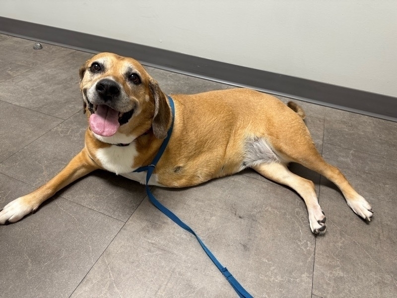Photo of Sadie laying down on the floor in the waiting room