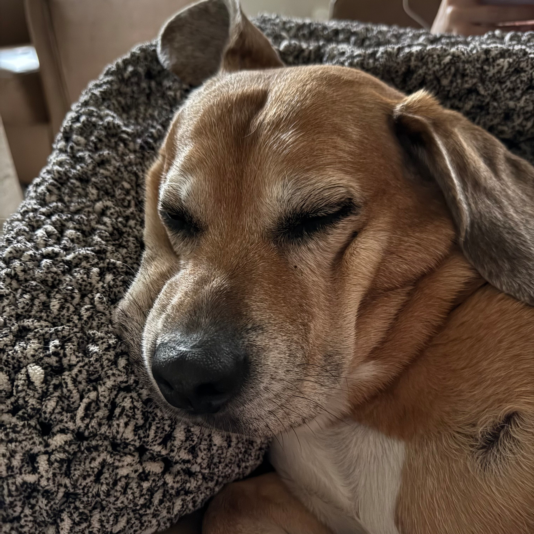 Picture of my dog Sadie