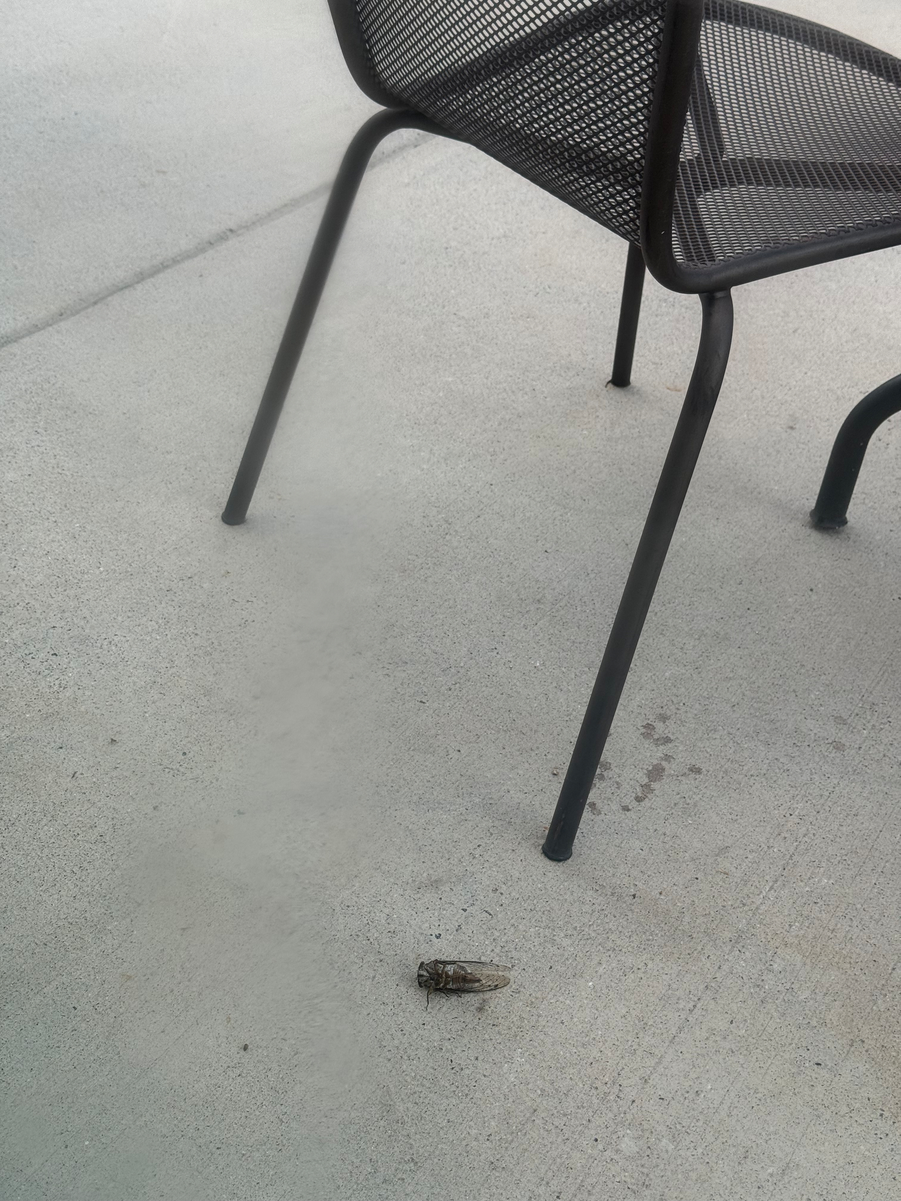 A bug on the sidewalk next to a chair