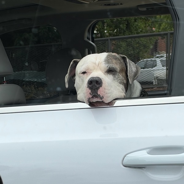 Picture of a dog resting their head on the window, looking out