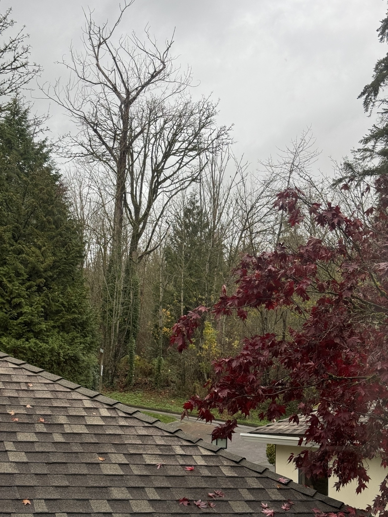 Trees and garage roof from window. &10;