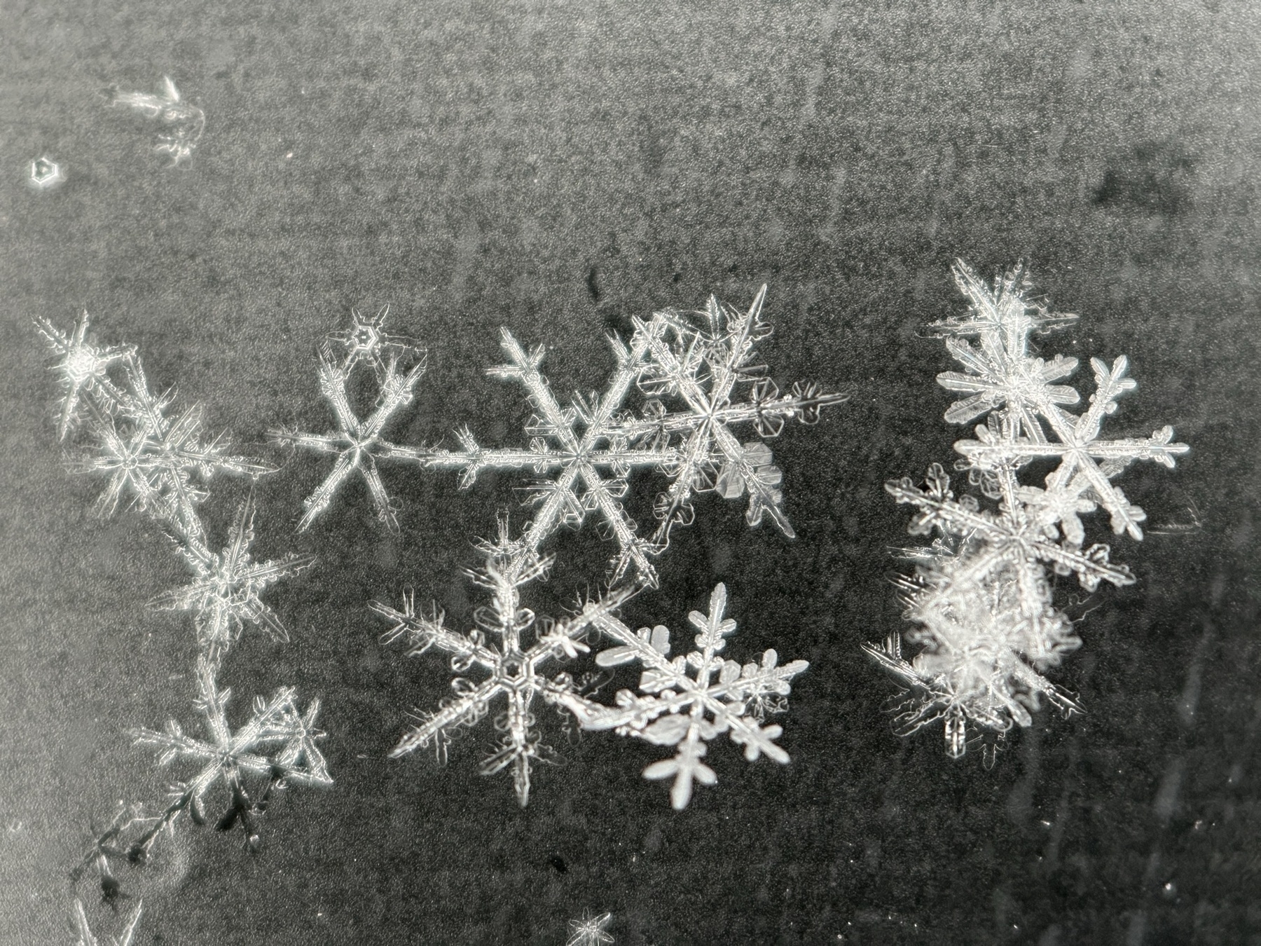 A photograph of snowflakes taken with a macro lens.