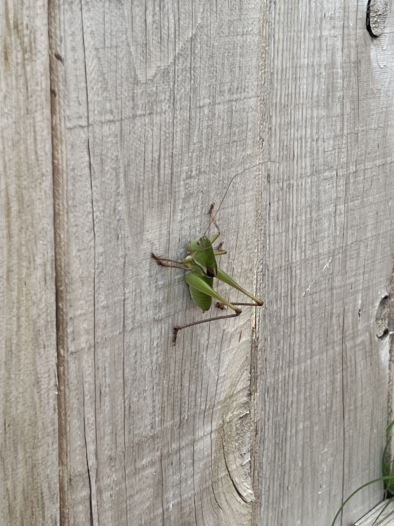 A green insect against a wooden fence, up close. 