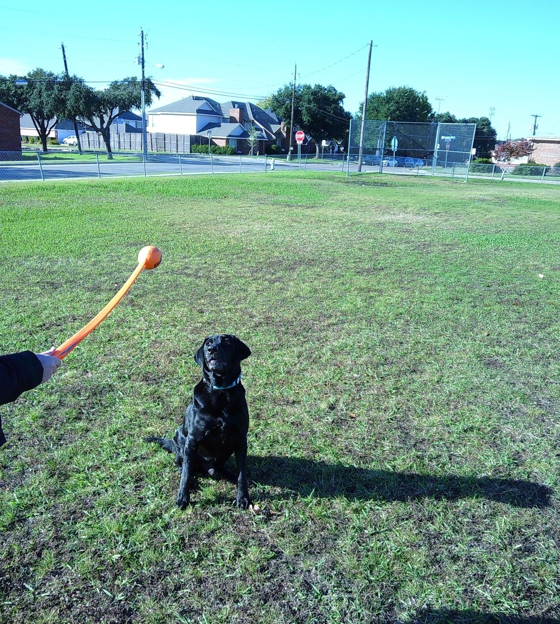 Black Labrador retriever intensely focused on a ball during fetch. 