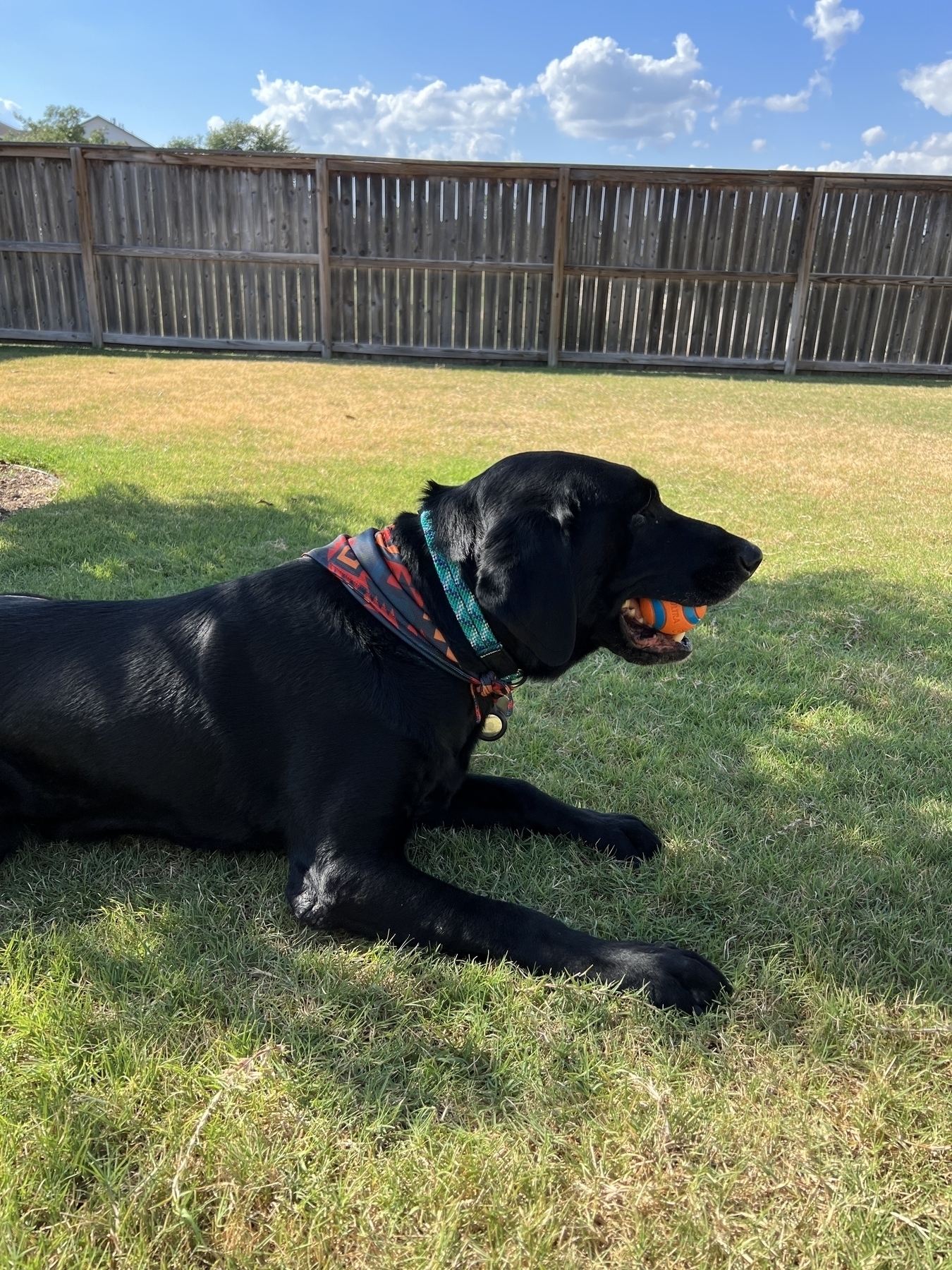 Black Labrador retriever laying in grass. Orange and blue ball in its mouth. Teal collar around neck. 