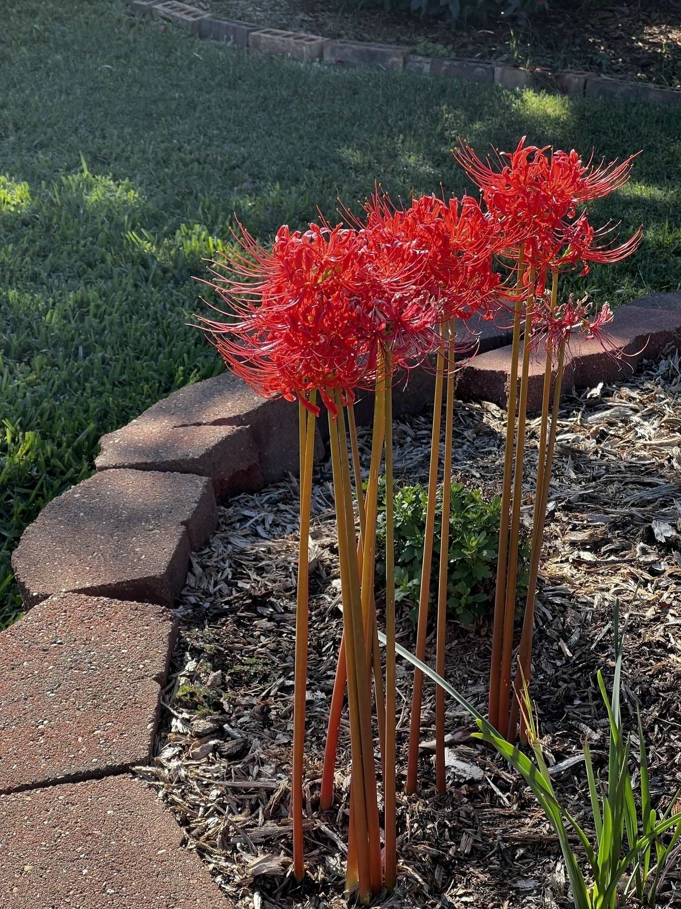 Red spider lily flowers in garden bed. Left side has stone border around lillies. 