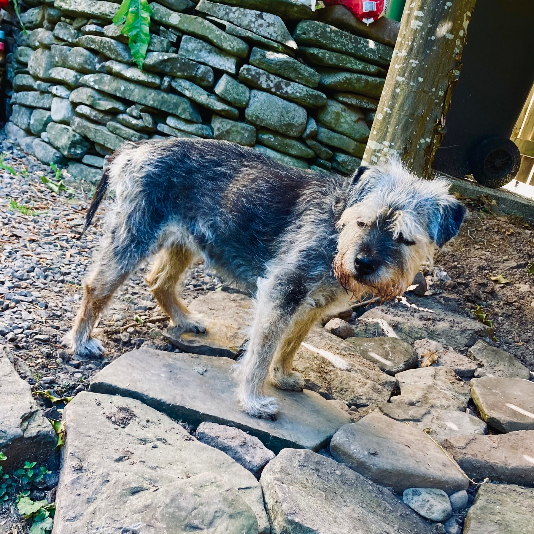 A scruffy dog stands on a stone path in front of a rustic stone wall.
