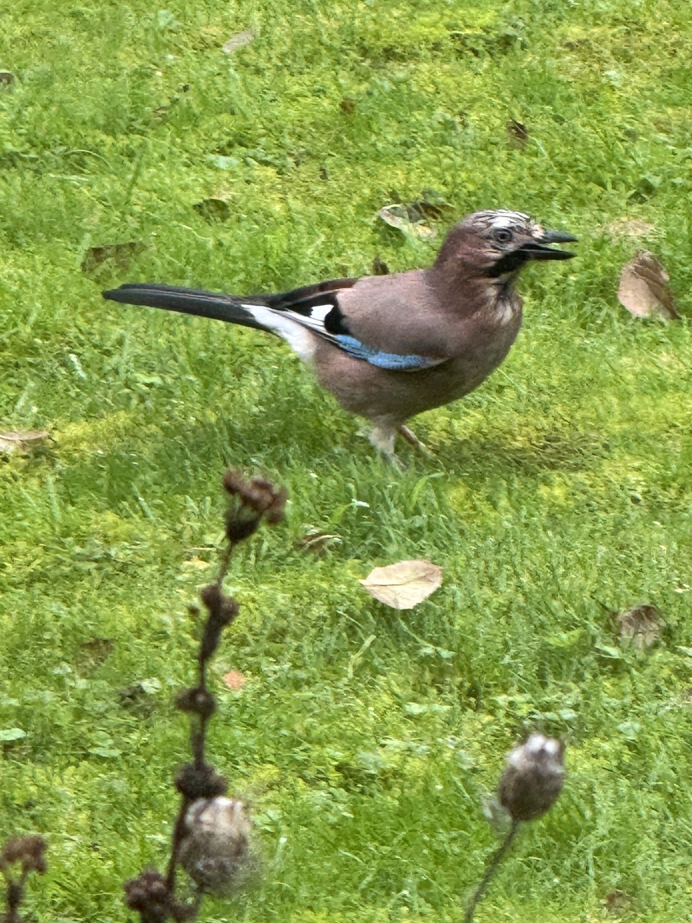 A very handsome jay on the lawn. 