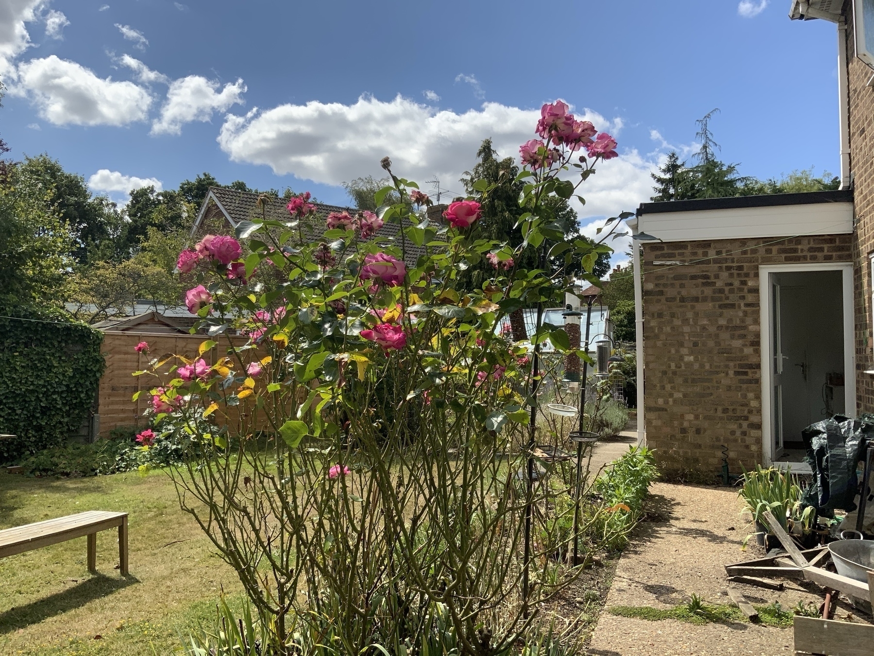 The errant roses